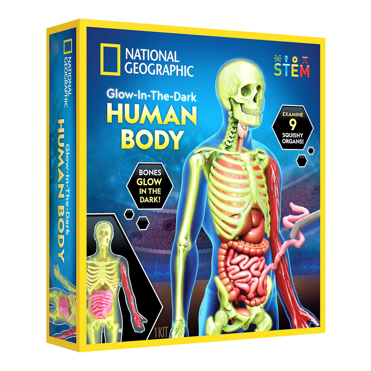 National GeographicGlow-In-The-Dark Human Body Learning Toy