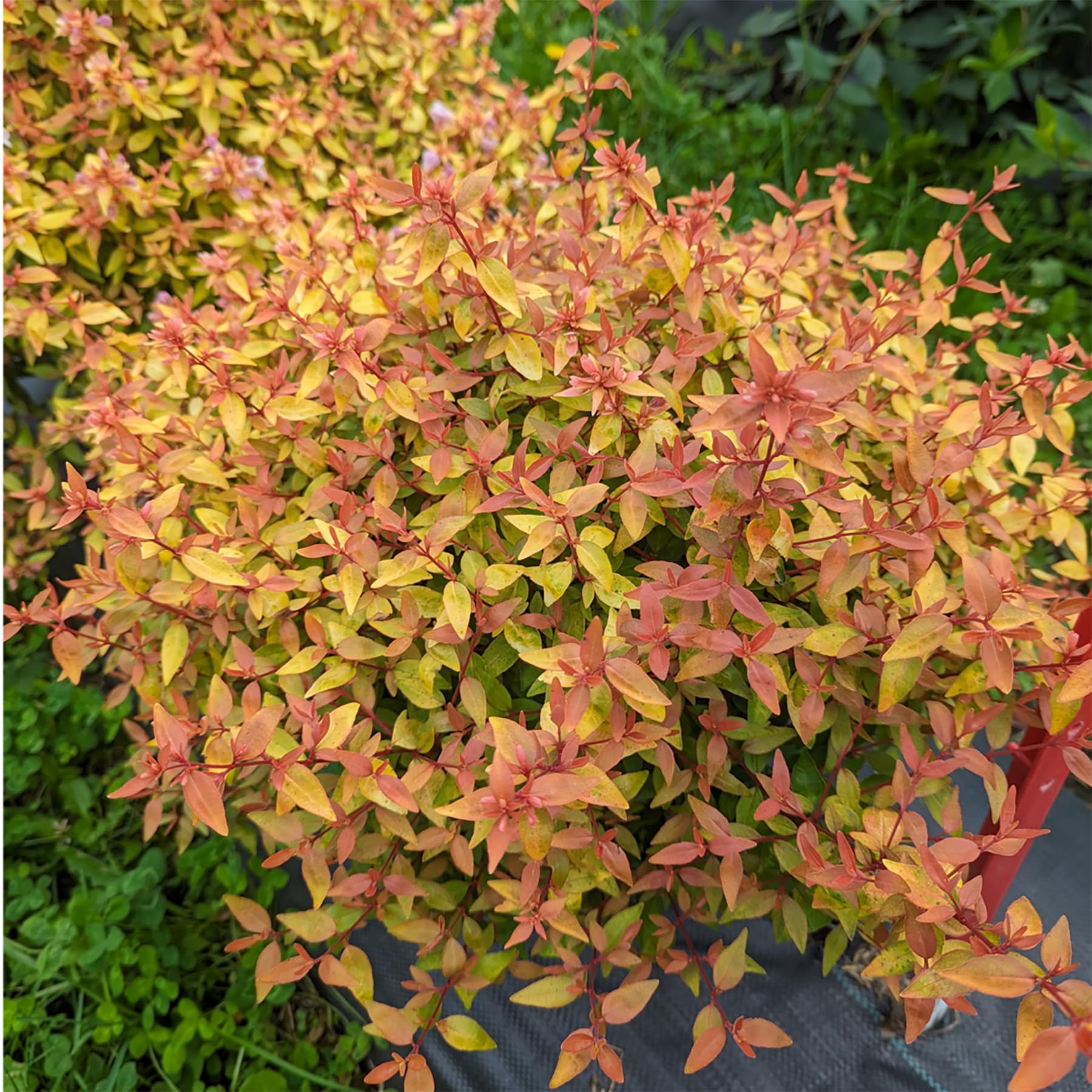 Poco Loco™ Abelia - 4" Pot - Proven Winners