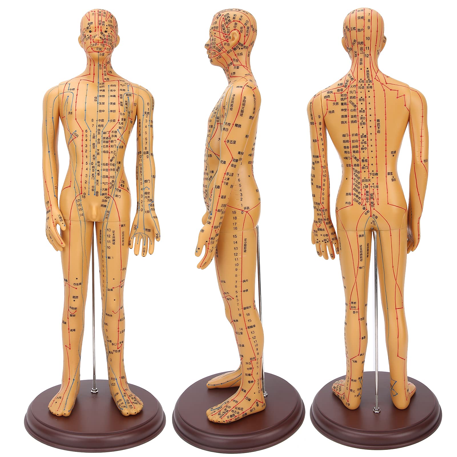 Human Acupuncture Model, 50cm Height Professional Male Acupuncture Model with Accurate Meridian Points, Vinyl Human Body Acupuncture Model for Acupuncture Learning and Practicing