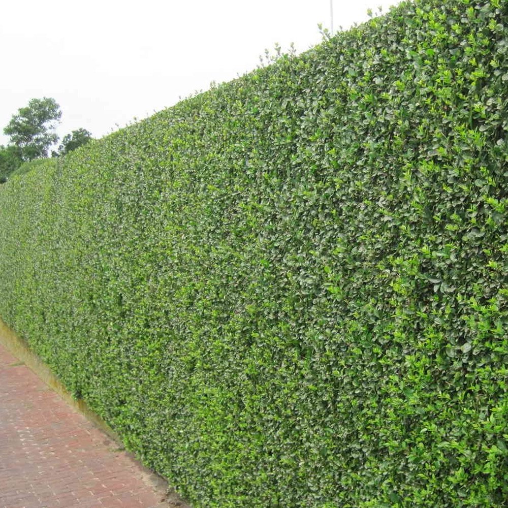 GardenersDream 5 x Ligustrum Ovalifolium Plants - All Year Round Outdoor Plants - Evergreen Privet Hedge Plants for Gardens and Borders - Outdoor Garden Ready Plants (20-40 cm incl. 9 cm Pot)