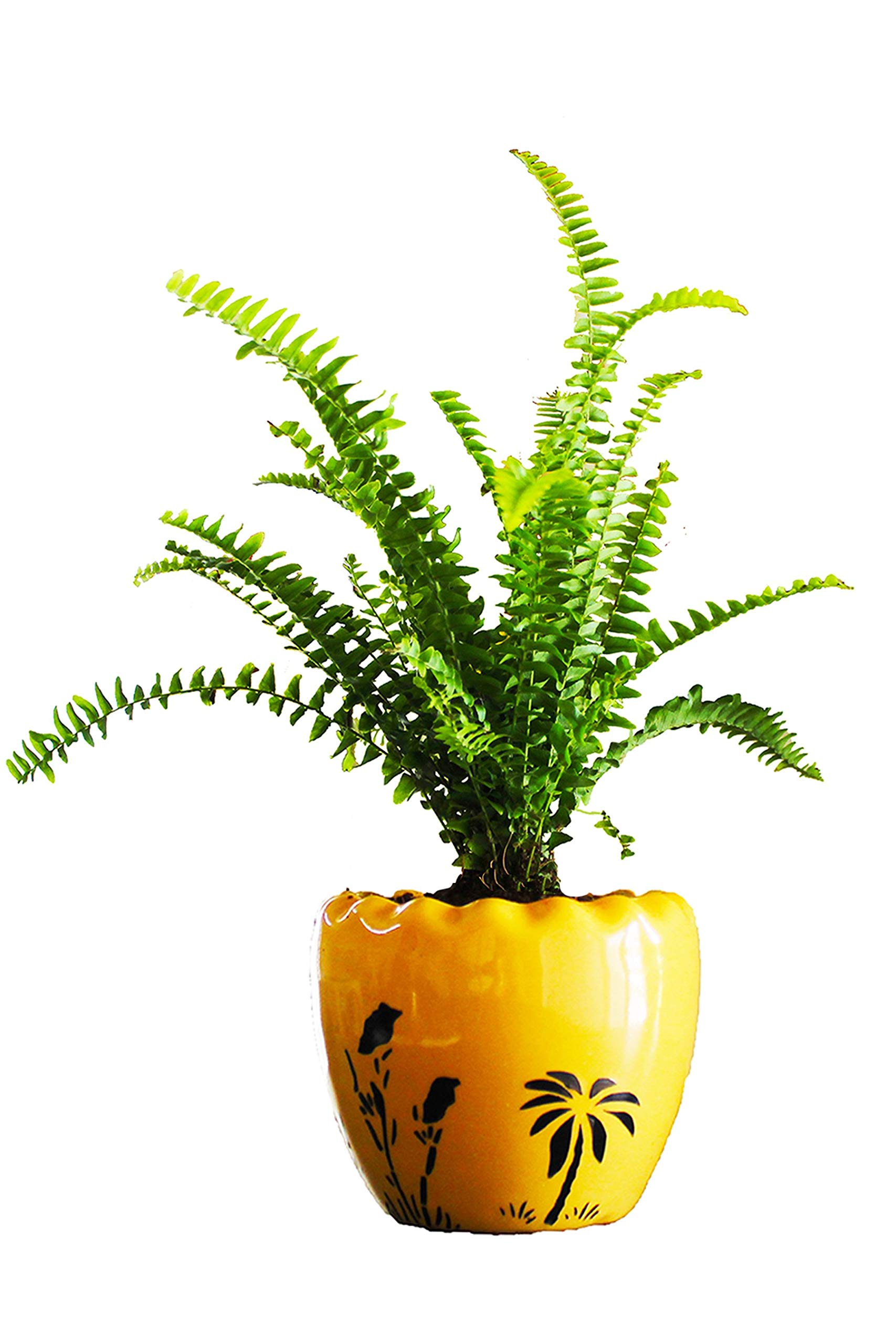 Rolling Nature Air Purifying Green Fern in Yellow Ruffel Aroez Ceramic Pot