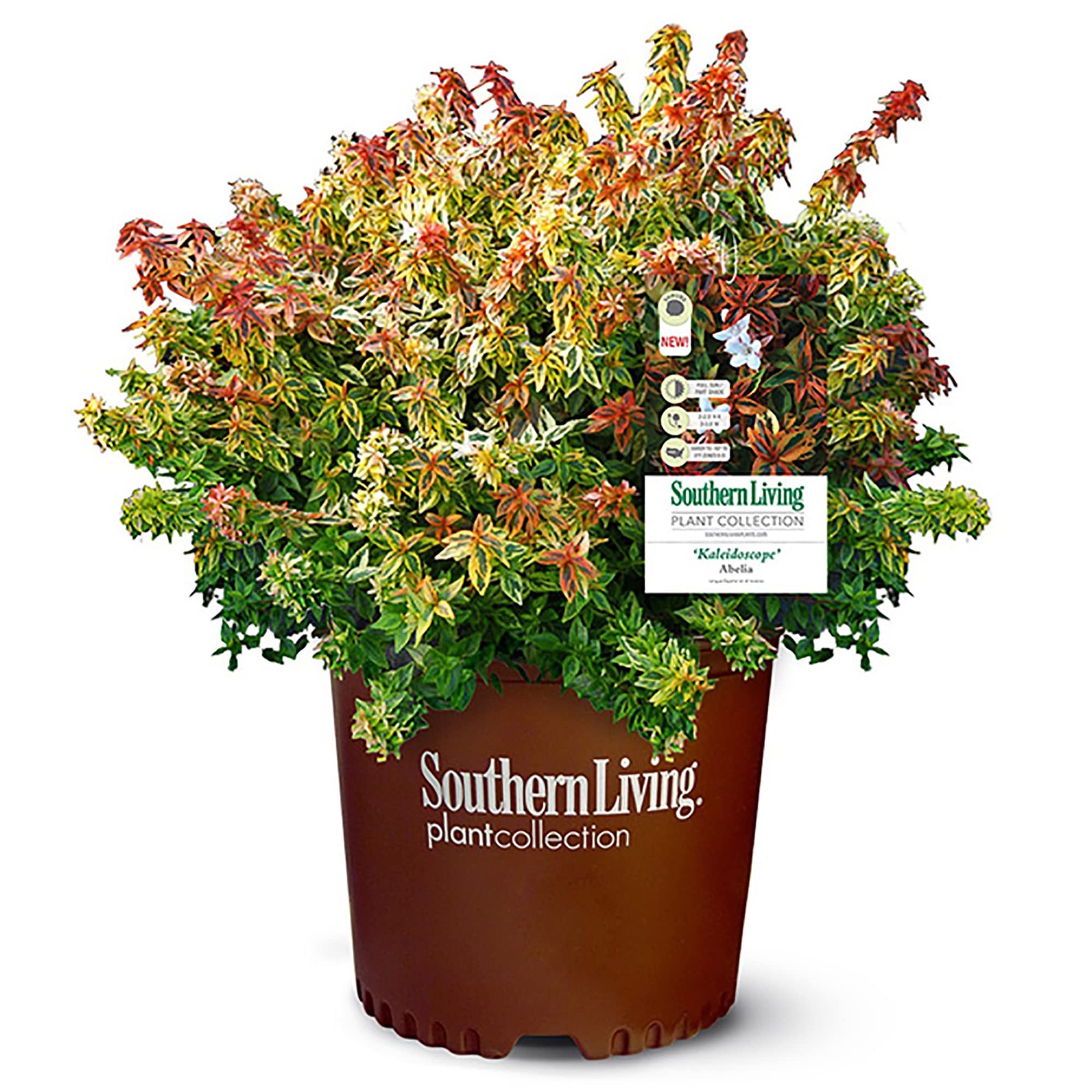 Southern Living Kaleidoscope Abelia, 2 Gal, Multi