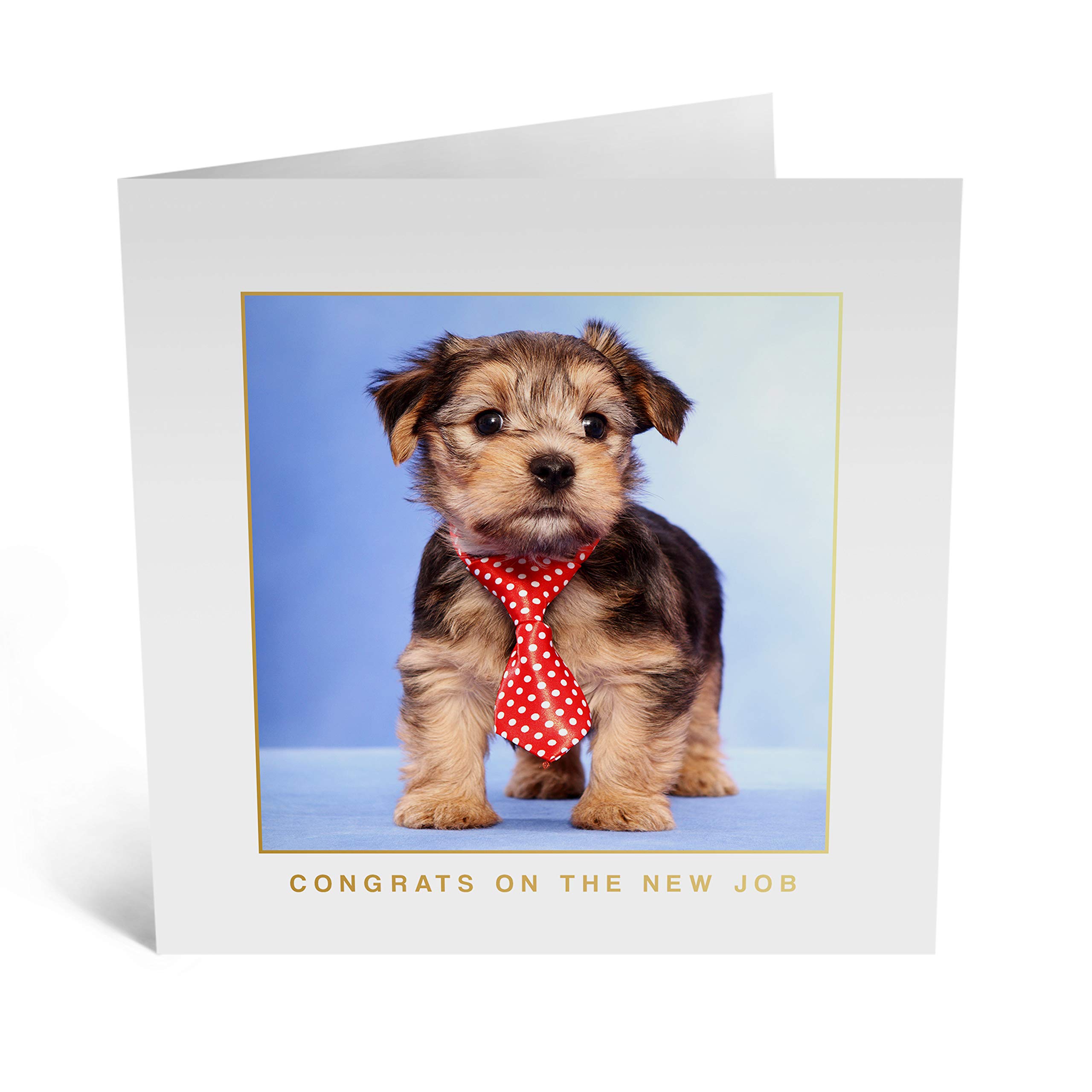 Central 23 - Cute Congratulations Card - 'Congratulations On The New Job' - New Job Card - Sweet Dog Card - Fun Design - Comes with Fun Stickers