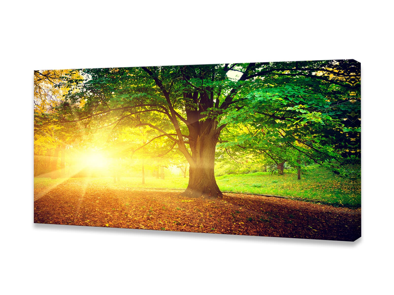 Baisuwallart-Wall Art Decor Canvas Print Picture Sunrise Trees 1 Panel Natural Forest Painting Yellow Artwork for Bedroom Office Home Wall Decor Framed Ready to Hang