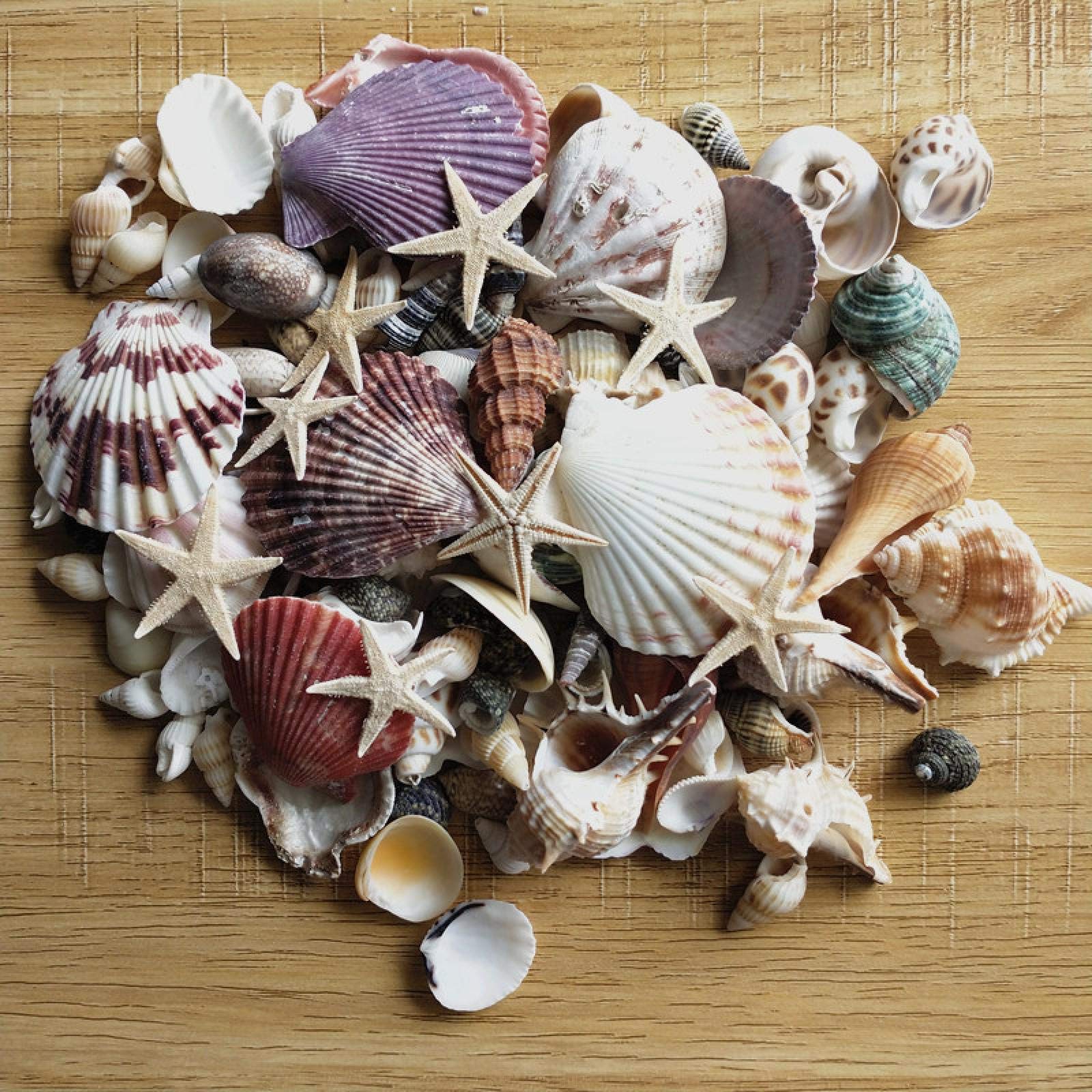 Ornaments Sea Shells,100Pcs Ocean Sea Shells Wedding Decor Beach Theme Party, Seashells Decorations, Fish Tank