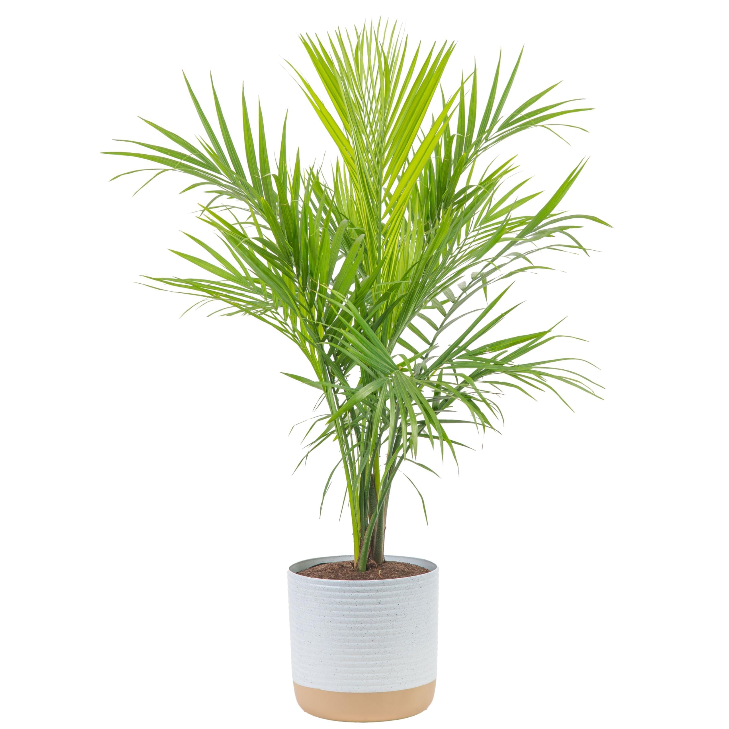 Costa FarmsMajesty Palm Live Plant, Live Indoor and Outdoor Palm Tree, Potted in Modern Décor Planter, Tropical Floor Houseplant in Potting Soil, Great Patio, Balcony, Home Decor, 3-4 Feet Tall