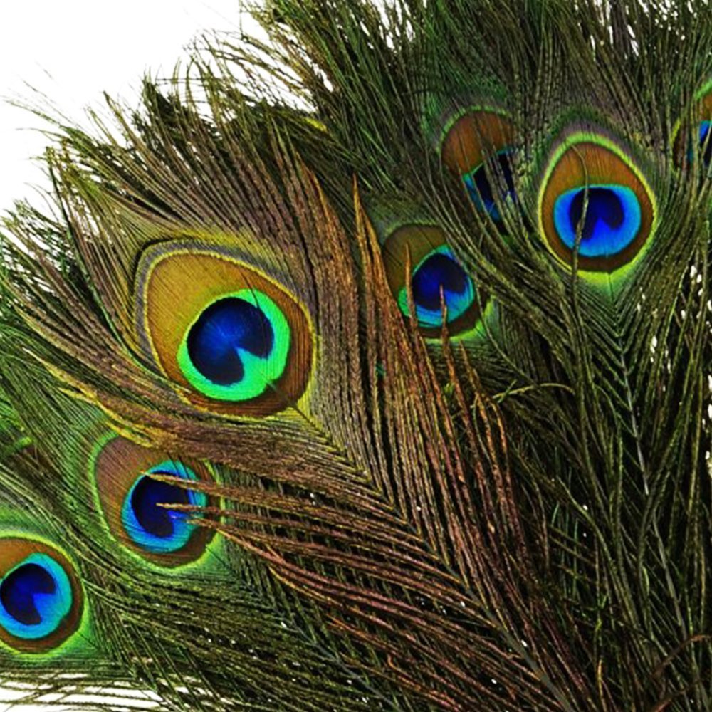 DGM946 100pcs Natural Peacock Feathers with Eye Peacock Tail Feathers Other