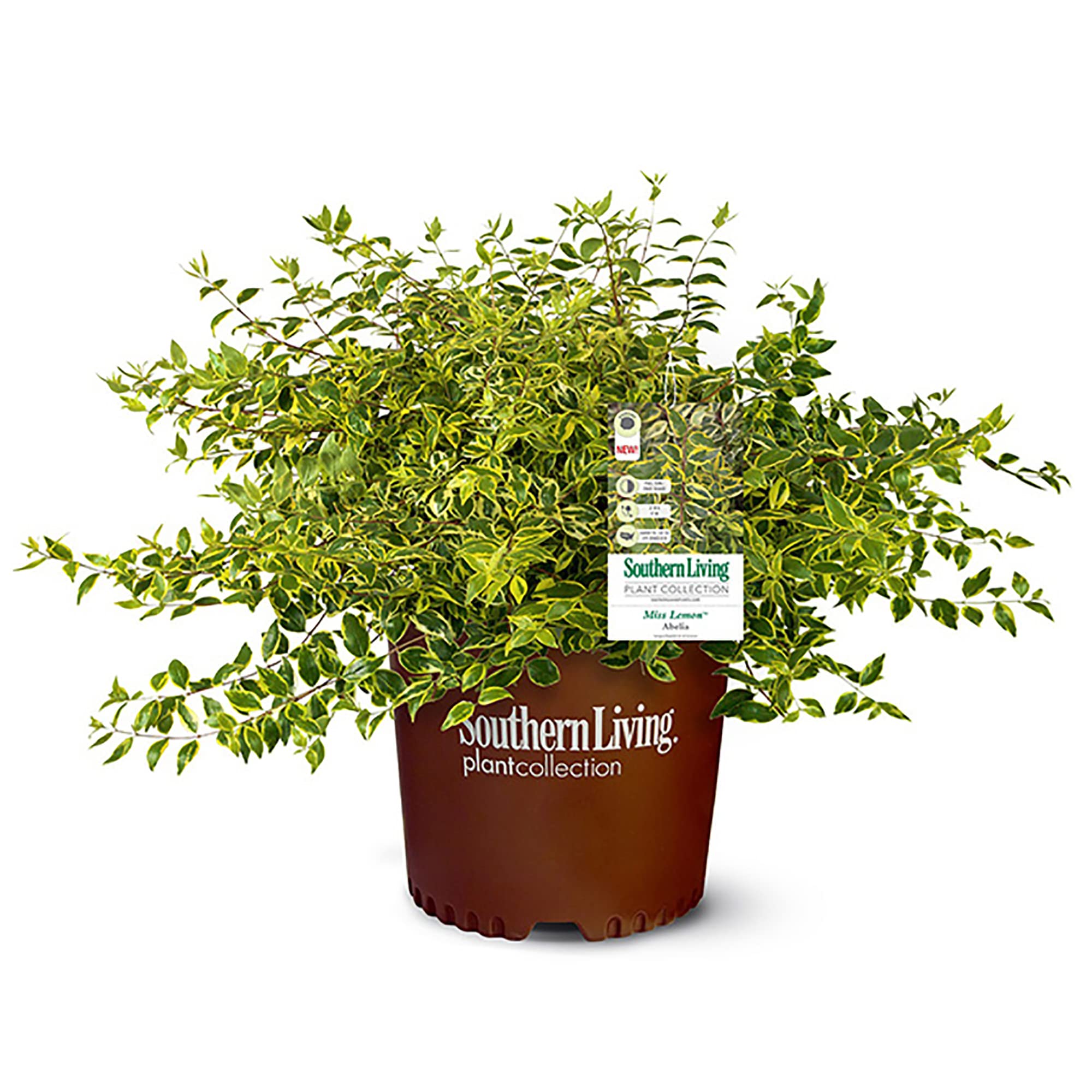 Southern Living Miss Lemon Abelia, 2 Gal, Yellow