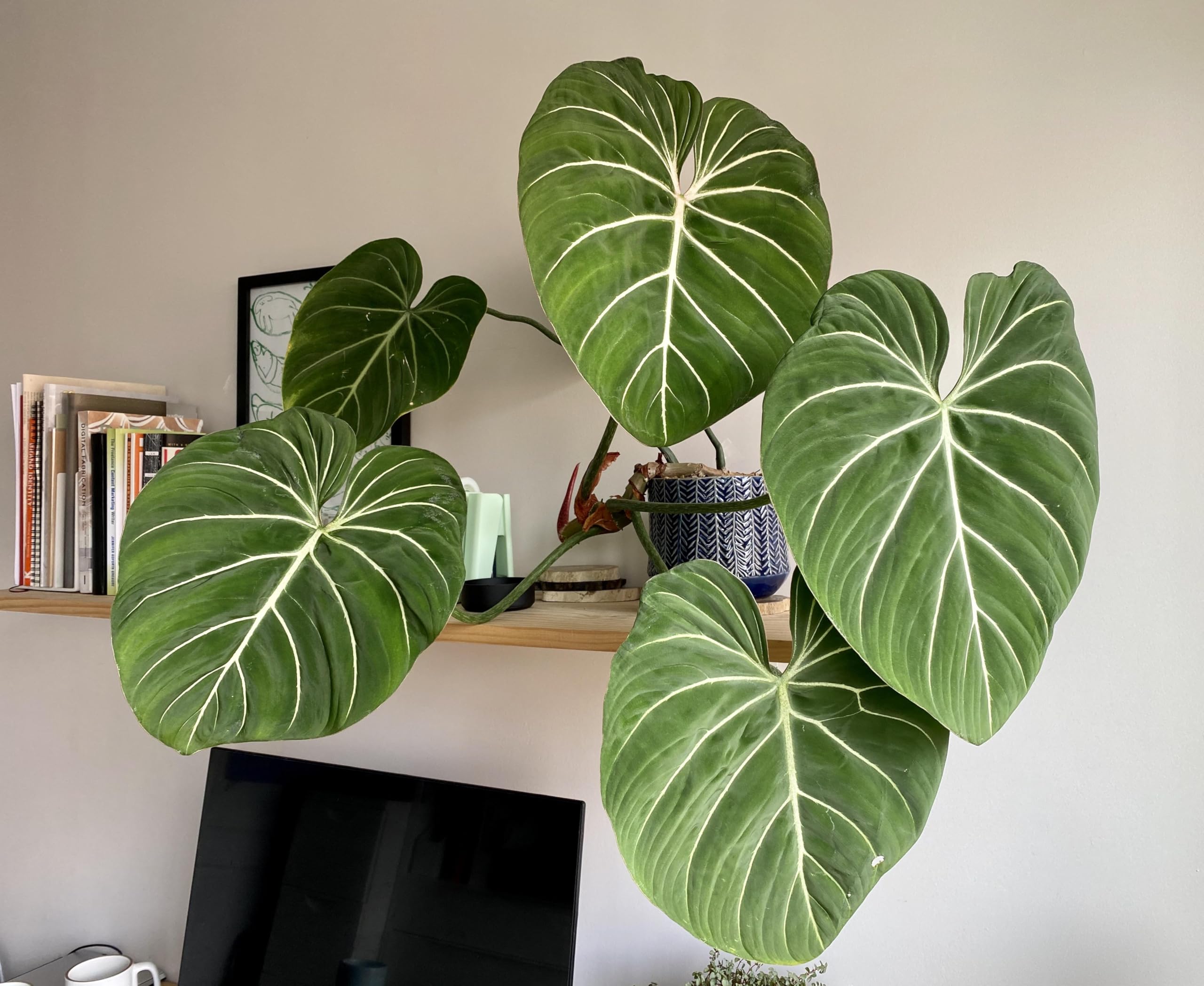 Garden Art Philodendron (Philo Gloriosum)