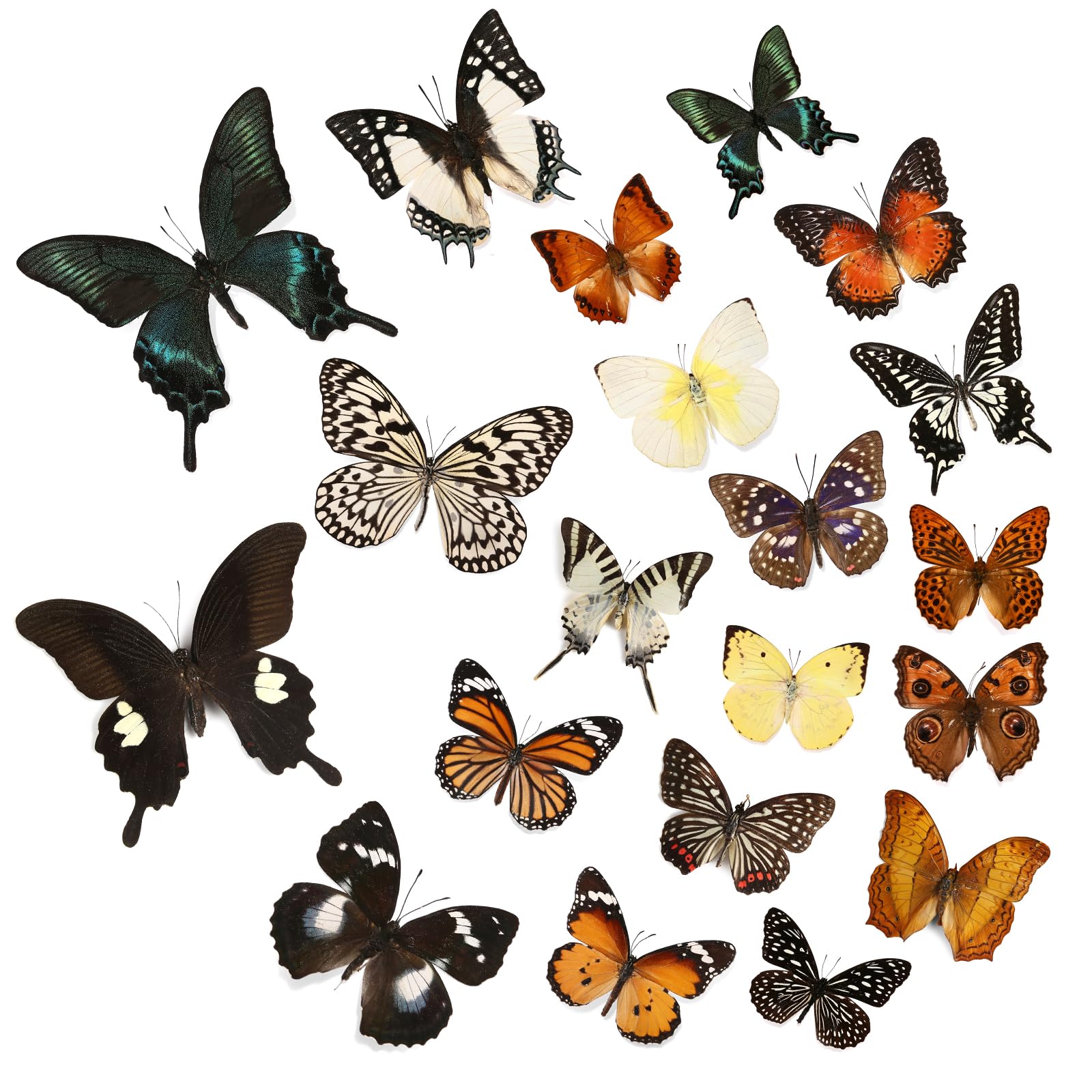 12 Pcs Real Butterfly Specimen - Taxidermy Butterfly DIY Creative Production, Taxidermy Animals for Framed Butterfly Shadow Box (Random)