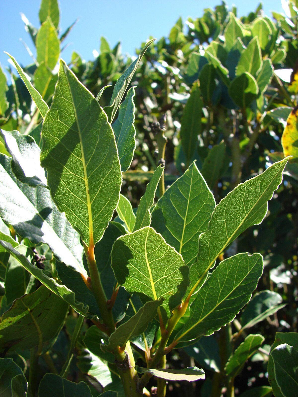 Laurus nobilis - 'Bay Leaf Trẹe' - Bay Laurel or Sweet Bay - Livẹ Plạn't