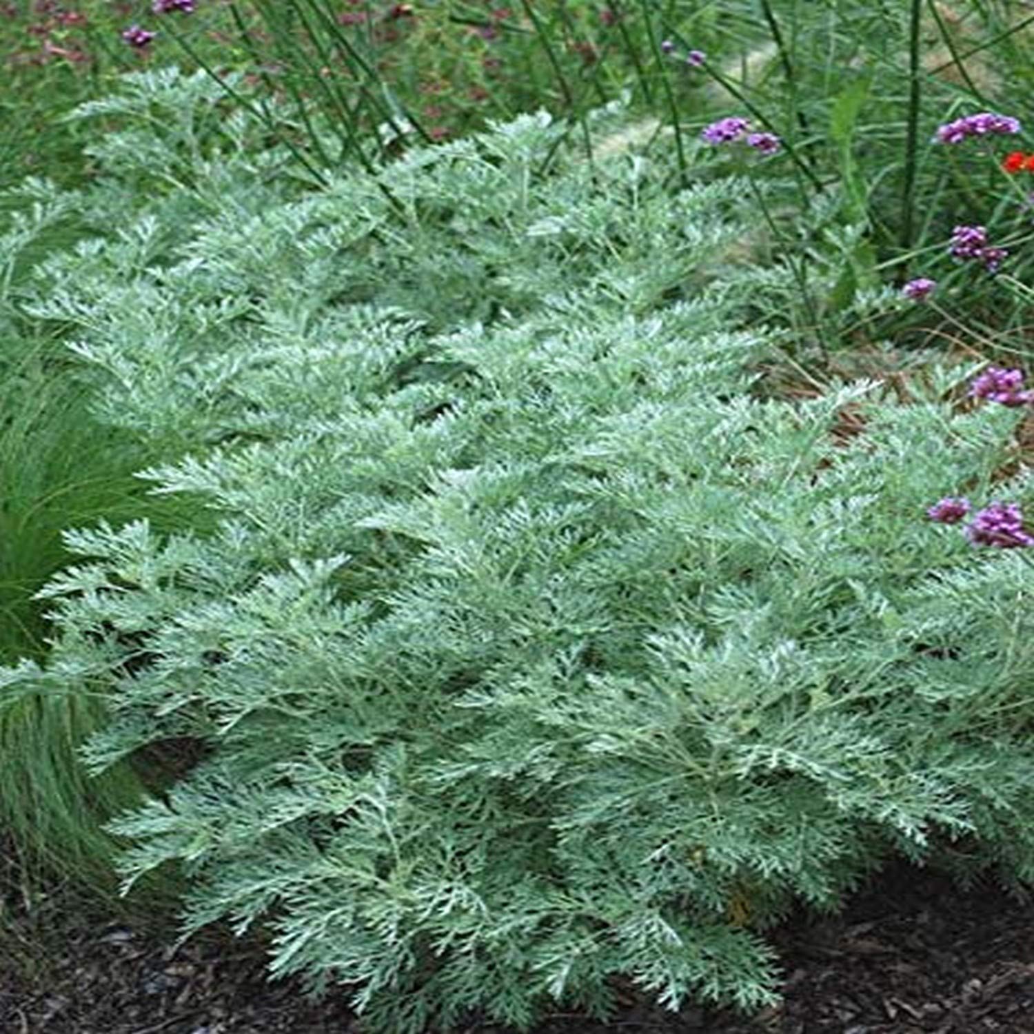 Artemisia a. 'Powis Castle' (Wormwood) Perennial, Size-#1 Container, Green