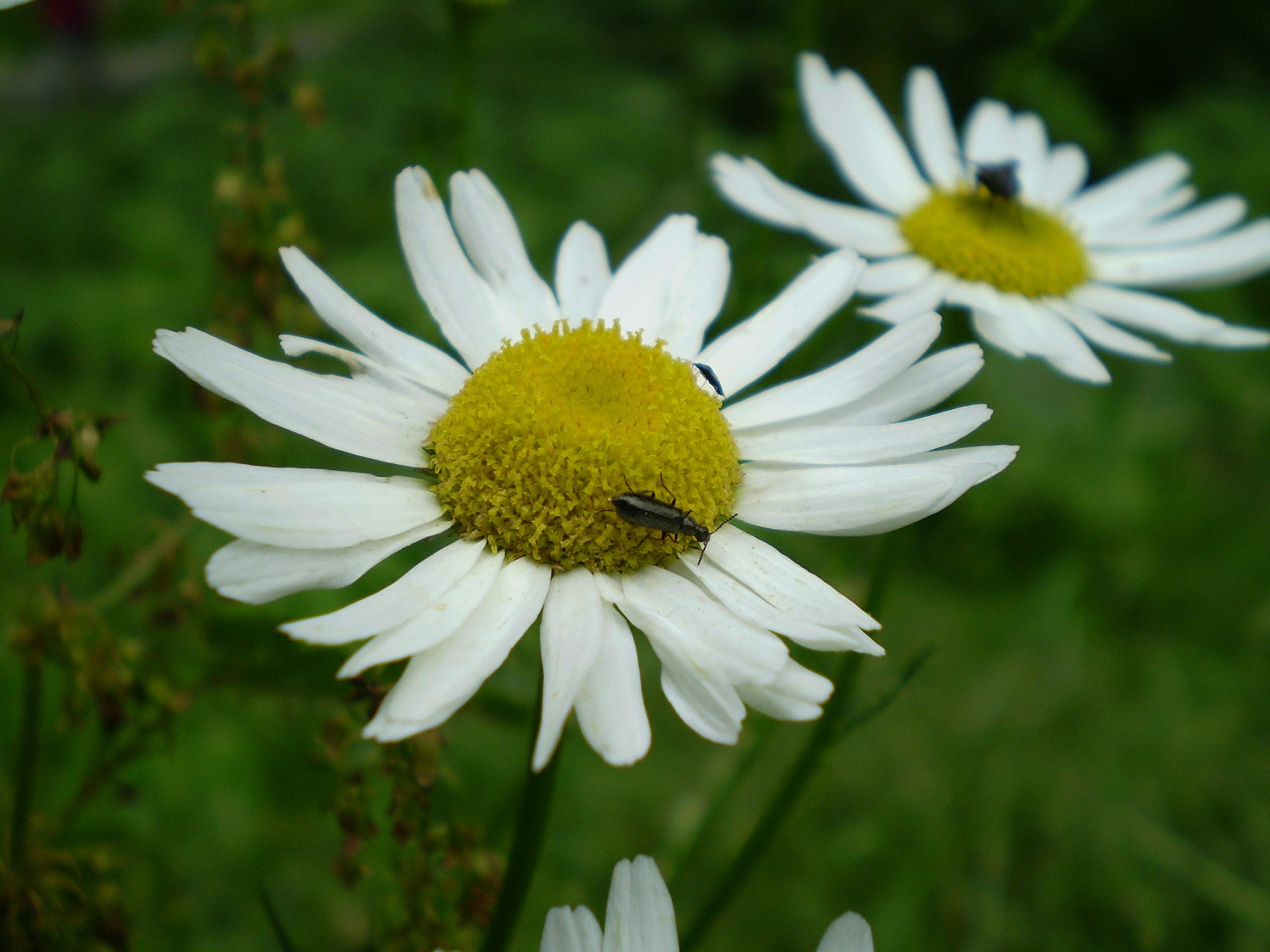 100 Castile Chamomile Seeds, Sweet or Cimarron (Matricaria Recutita)