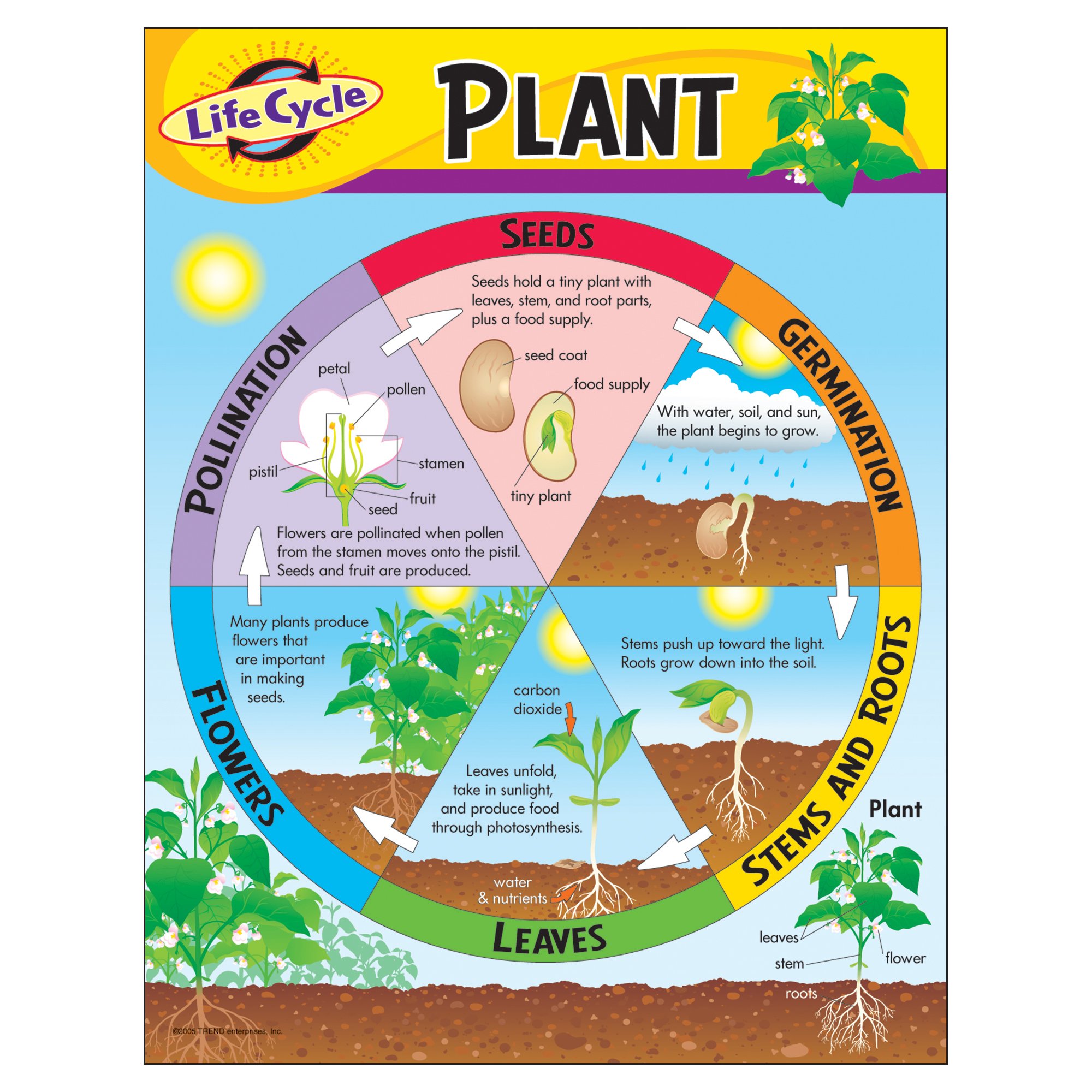 Trend Enterprises Inc Life Cycle of a Plant Learning Chart, 17" x 22"