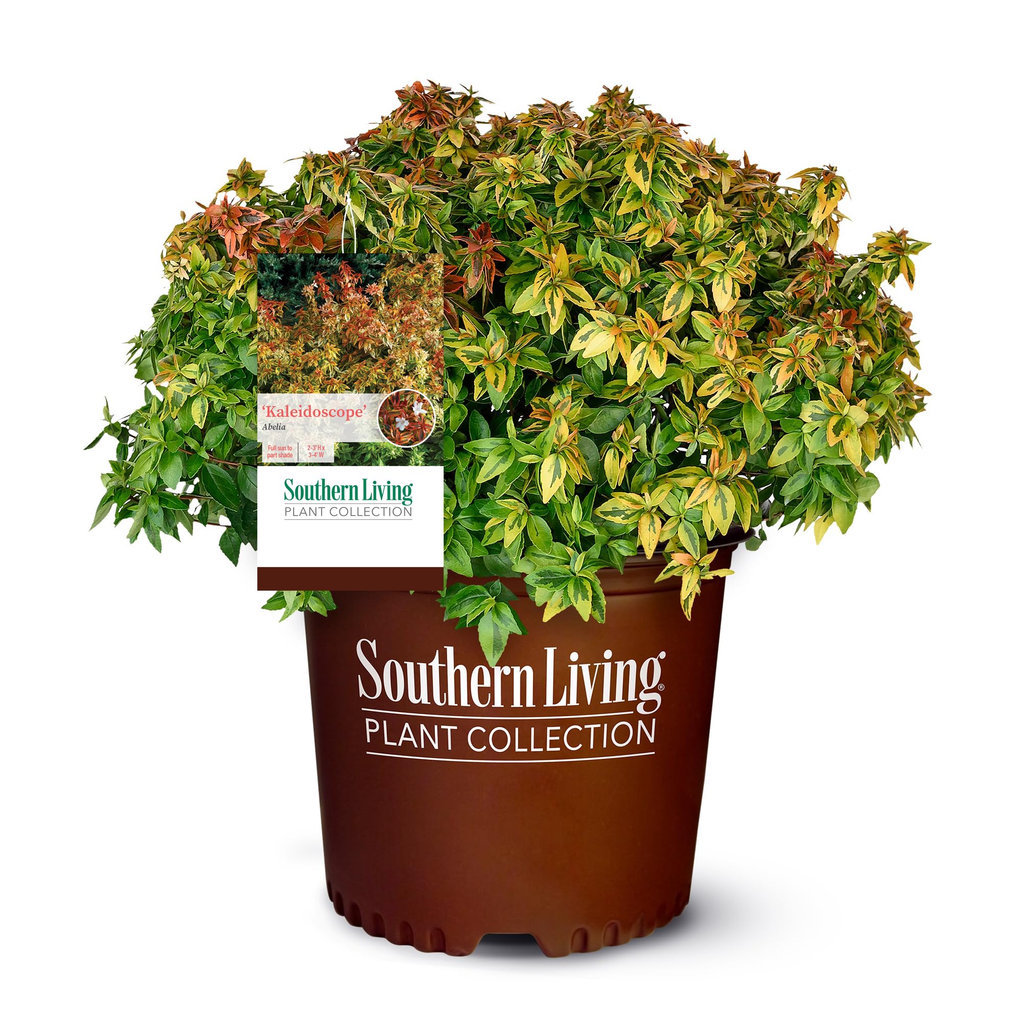 Southern Living Kaleidoscope Abelia, 2 Gal, Multi