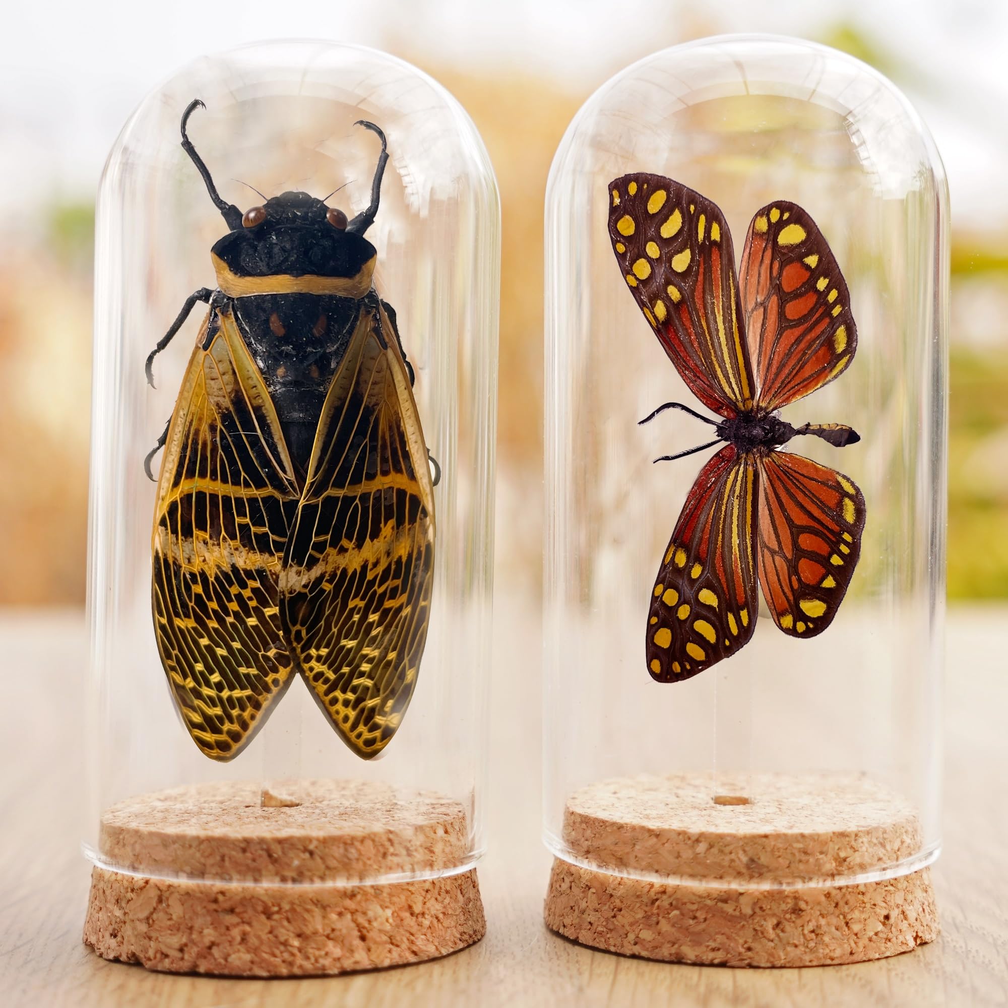 2 Real Cicada Butterfly Glass Dome Preserved Specimen Collection Oddity Dried Insect Dead Beetle Taxidermy Biology Science Decor Home Decoration Living Artwork Tabletop DOME5.10-50.104