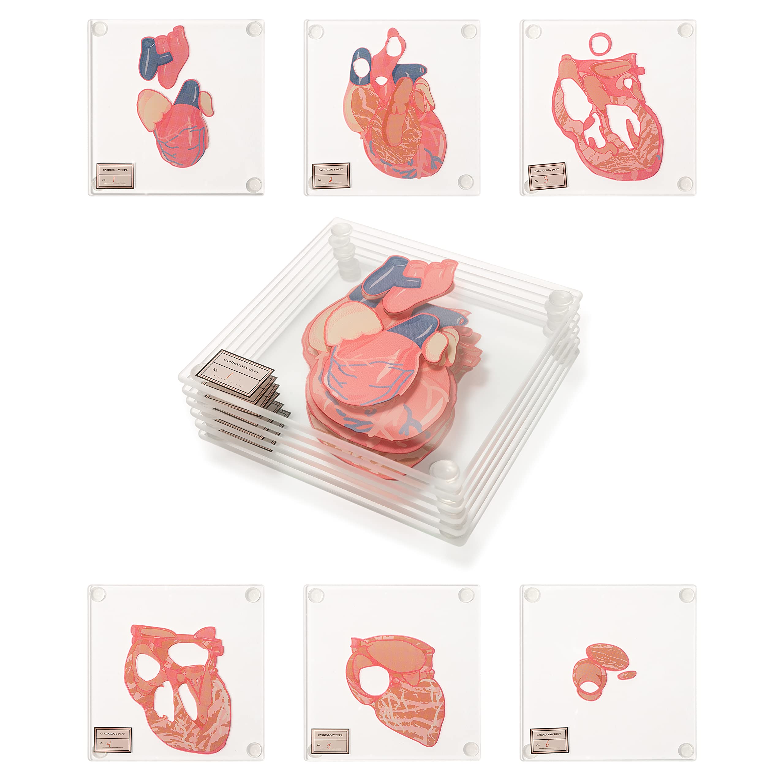 Anatomic Heart Specimen Coasters (Set of 6) - 3D Brain Coaster Set also available. Human Anatomy Gifts Medical Student Gifts Regalos para enfermeras Best Gifts For Medical Students. Thinkgeek Coasters