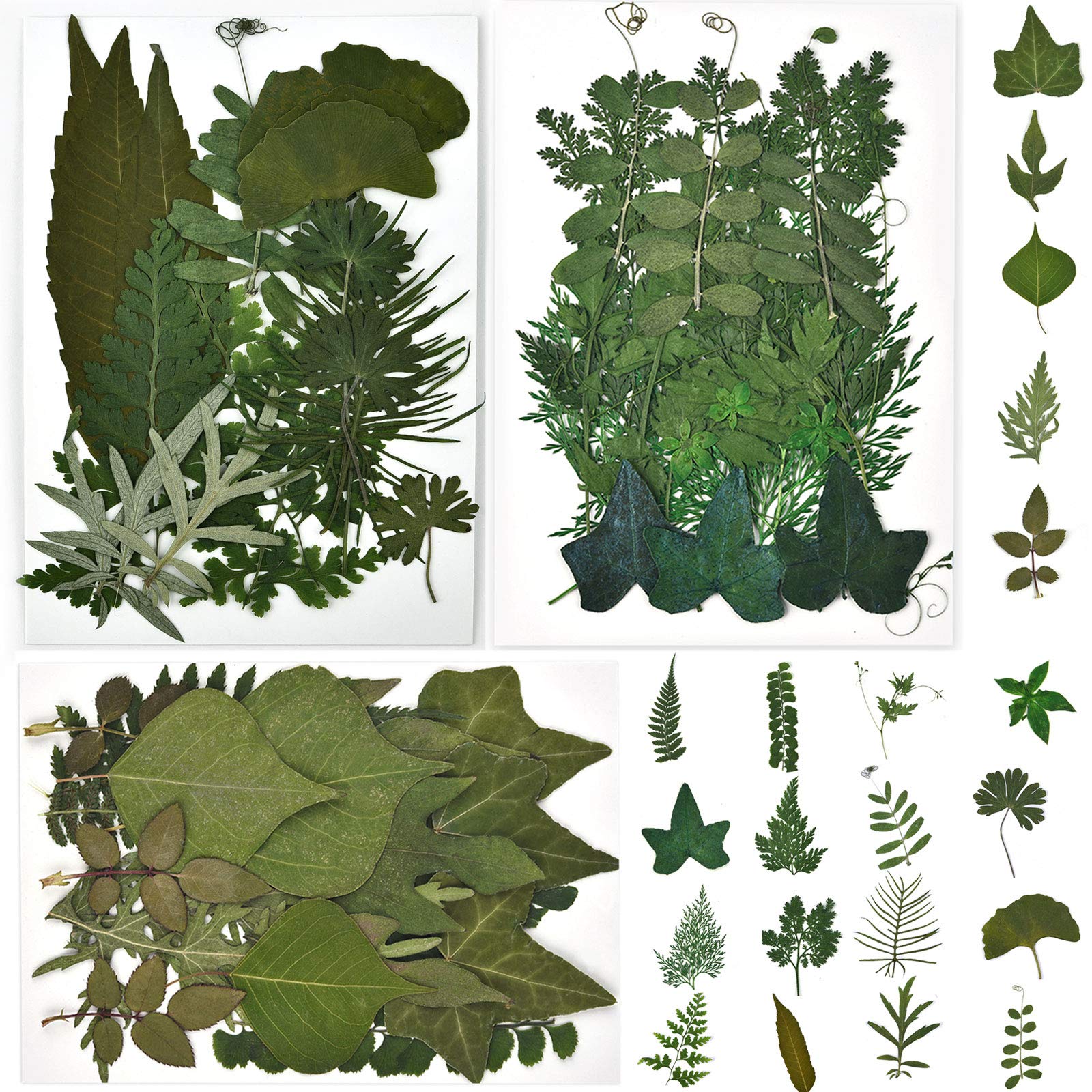 DALARAN 63 PCS Real Dried Pressed Leaves Natural Dry Leaves for Pressed Leaf Craft,21 Styles