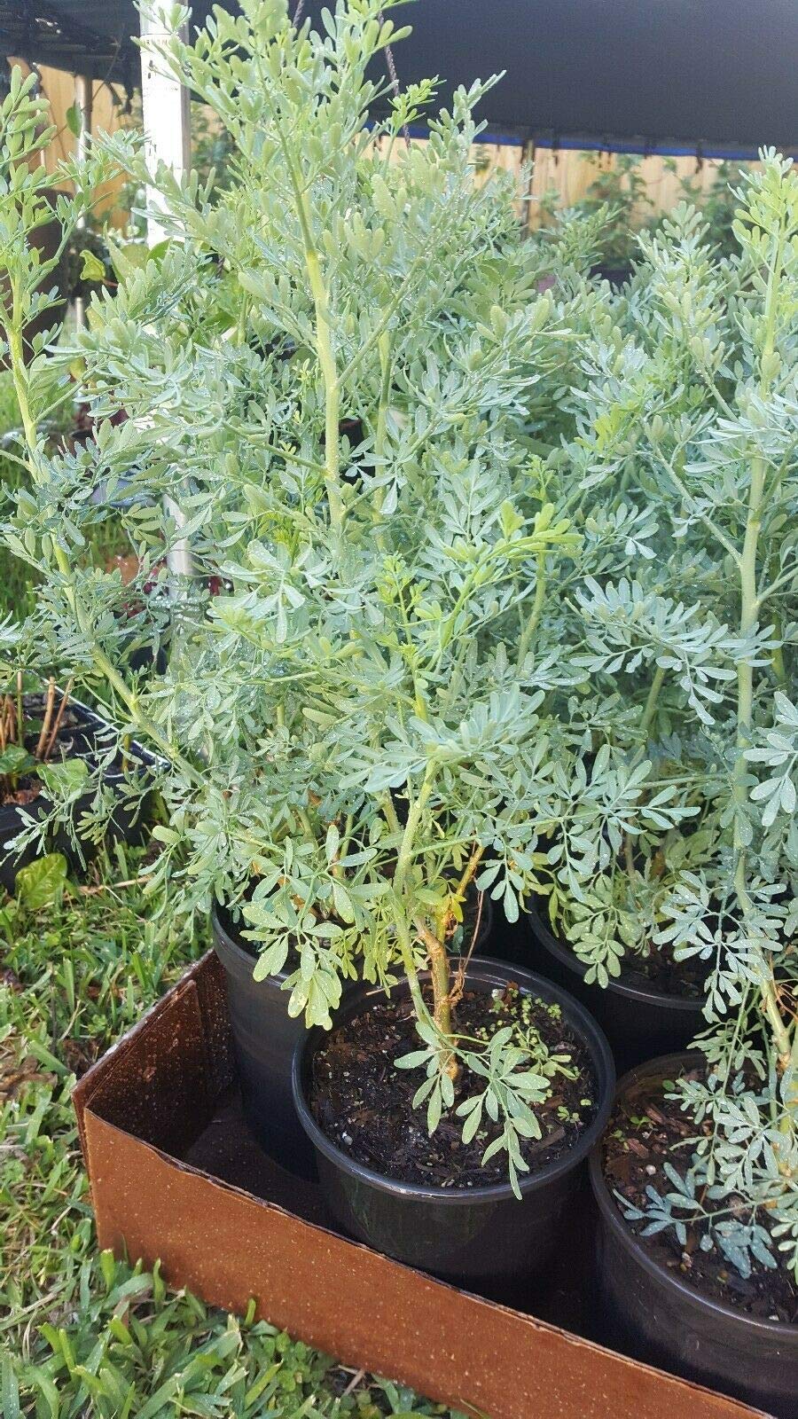 Ruda Plant Common Rue Ruta graveolens Herb of Grace 12" Tall in Gallon Pot