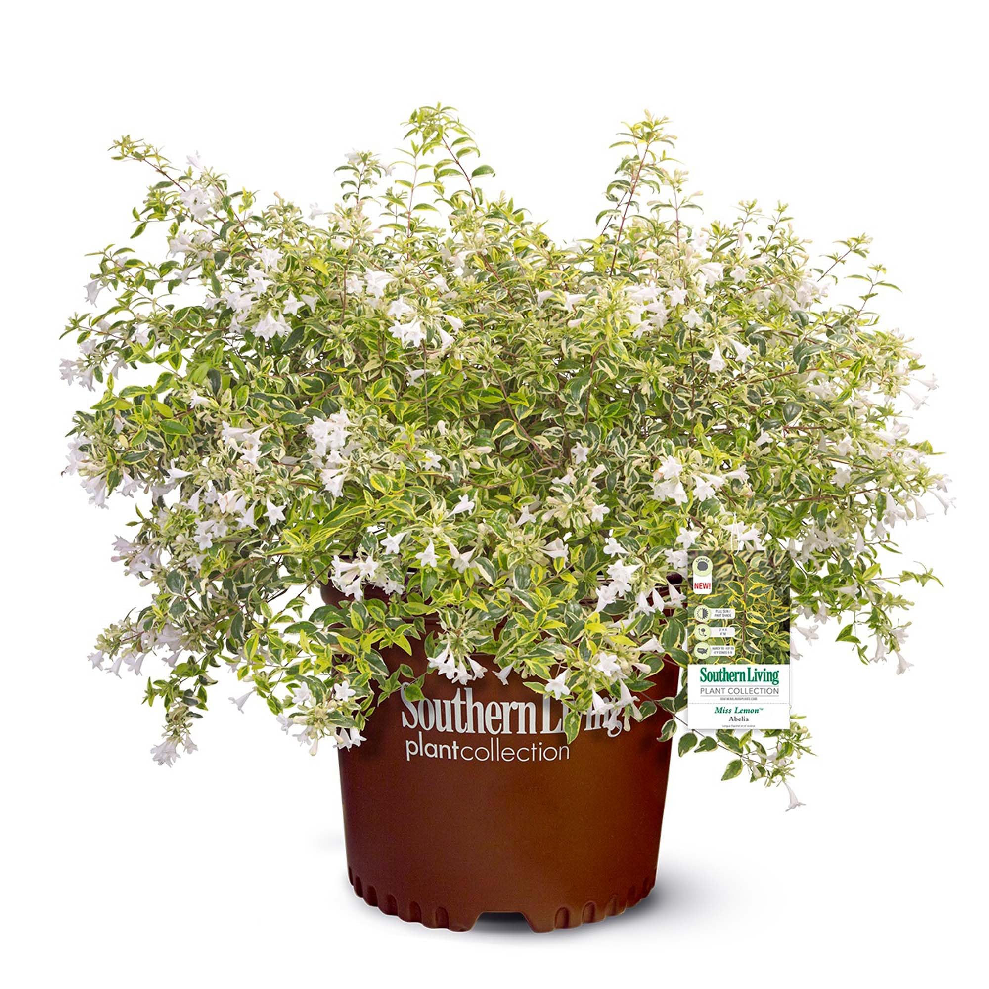 Southern Living Miss Lemon Abelia, 2 Gal, Yellow