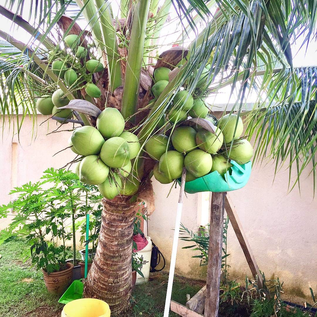 M-Tech Gardens Coconut (" Andaman, Dwarf Hybrid) Exotic 1 Live Fruit Plant