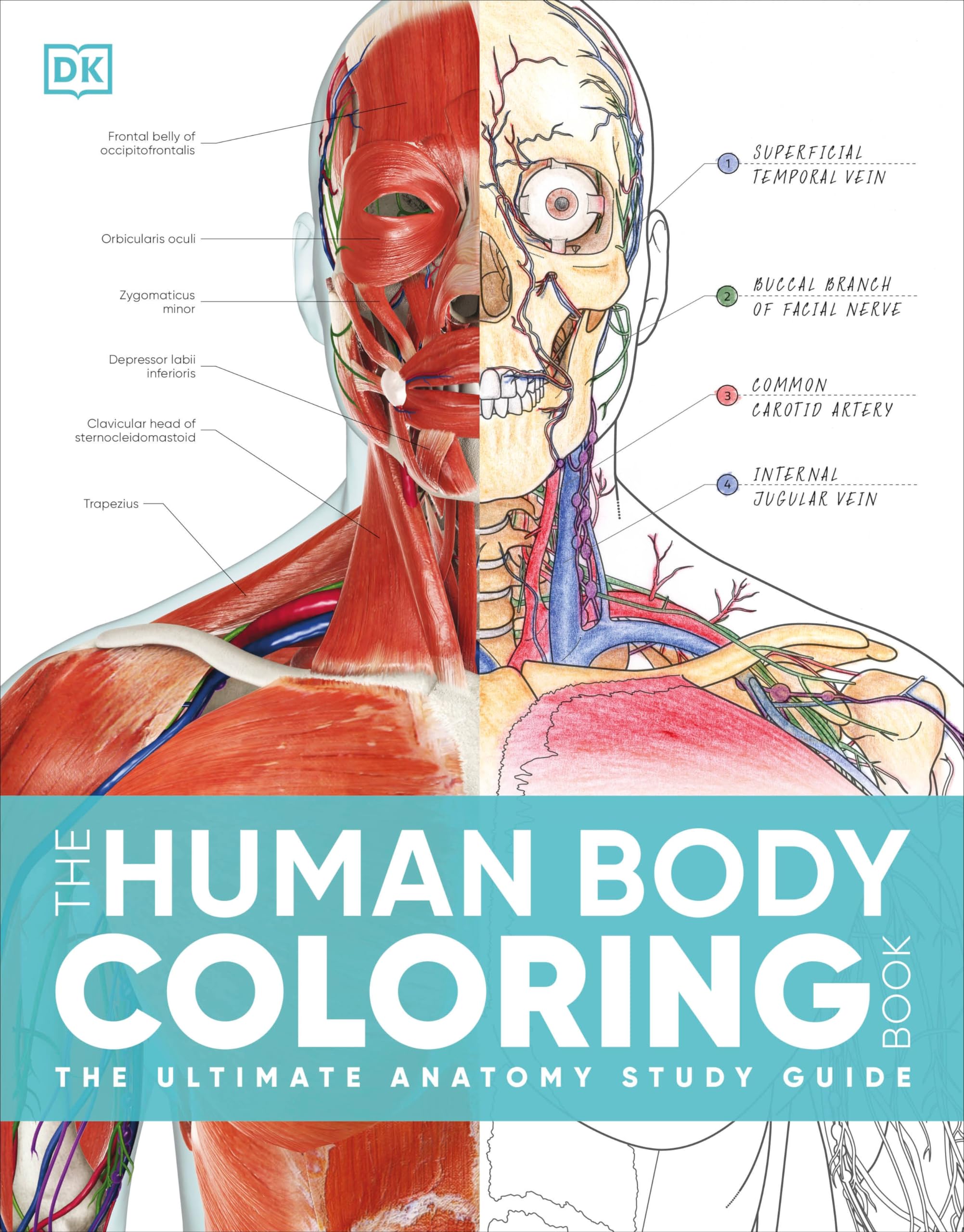 The Human Body Coloring Book: The Ultimate Anatomy Study Guide, Second Edition (DK Human Body Guides) Flexibound – Coloring Book, June 18, 2024