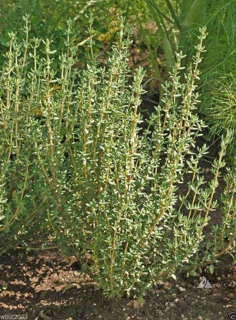 German Winter Thyme Seed - Culinary,Medicinal Herb-winter hardy (1000 seeds)