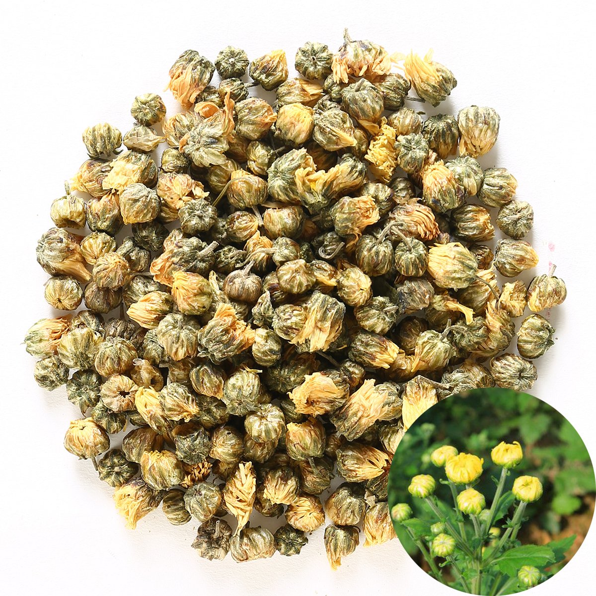 TooGet Traditional Health Herbs, Chrysanthemum Buds, Tai Ju, Natural Premium Golden Fetal Chrysanthemum Flower Floral Dried Herbal Wholesale, Culinary Food Grade - 4 OZ