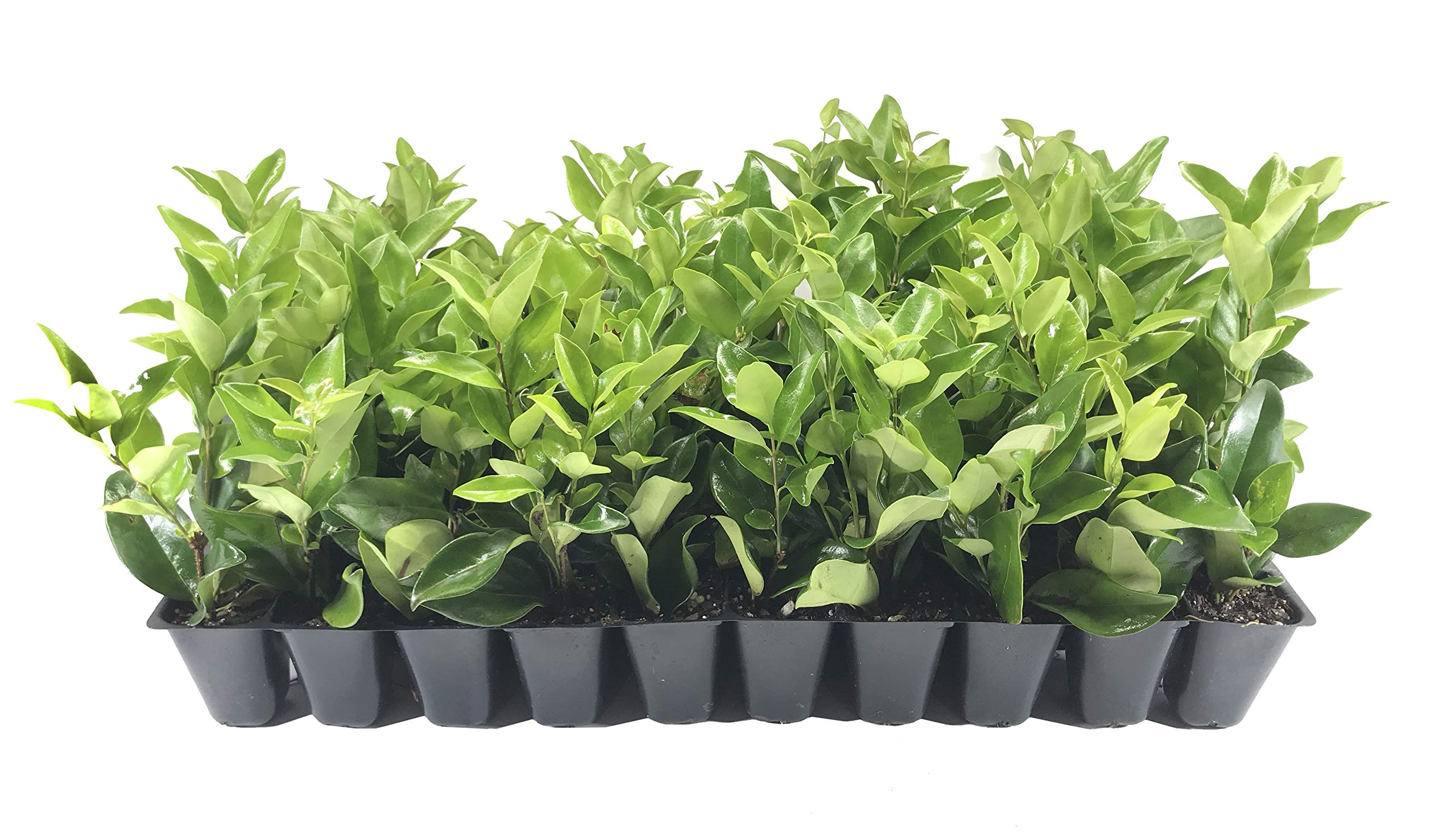 Ligustrum Waxleaf Privet - 10 Live Plants 2" Pot Size - Evergreen Privacy Hedge