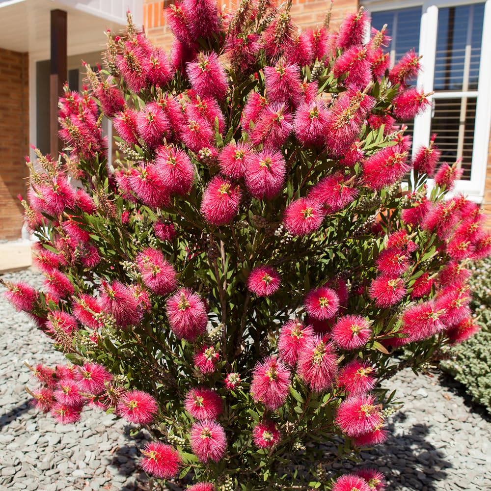 YouGarden Callistemon Bottlebrush Plant, Established and Already 30cm Tall, Ready to Plant, Exotic Patio Plant for UK Gardens, Bottle Brush Plant, Outdoor Garden Ready, Semi Hardy Shrubs