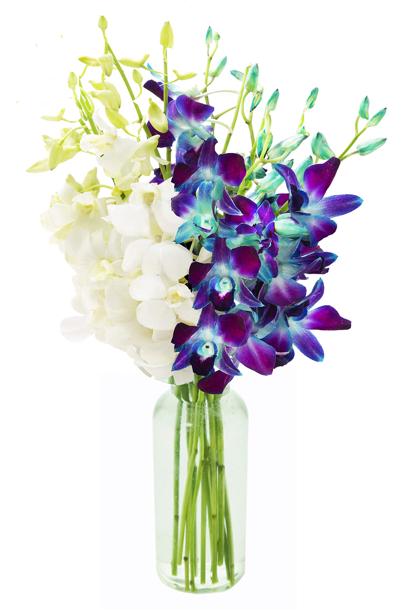 Starry Night in the Tropics Bouquet of Blue and White Orchids with Vase - Fall Collection - KaBloom Prime Next Day - Gift for Birthday, Thank You, Valentine, Mother’s Day Fresh Flowers