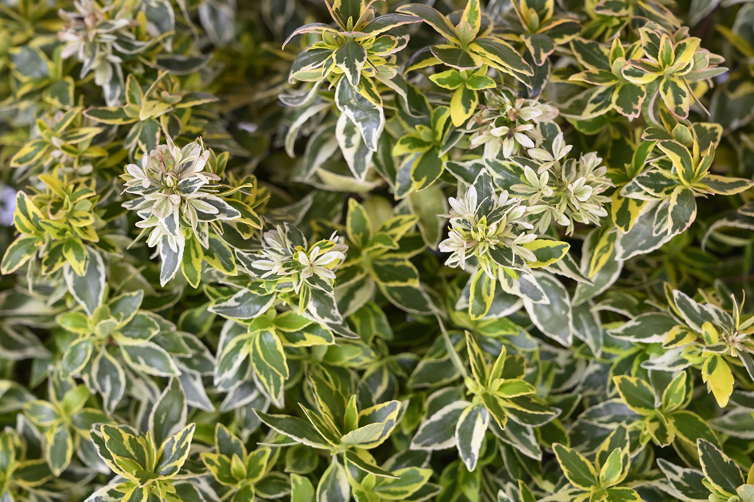 Radiance Abelia- Liner Compact, Crimson Stems, Gorgeous Attractive Variegated Foliage