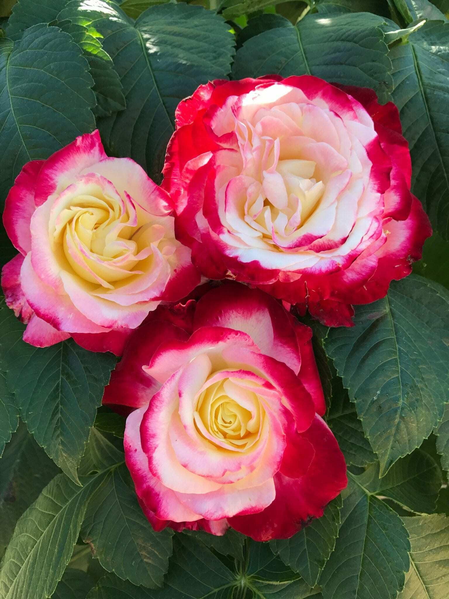 Baishnab Rose Plant Rosa 'Double Delight Plant