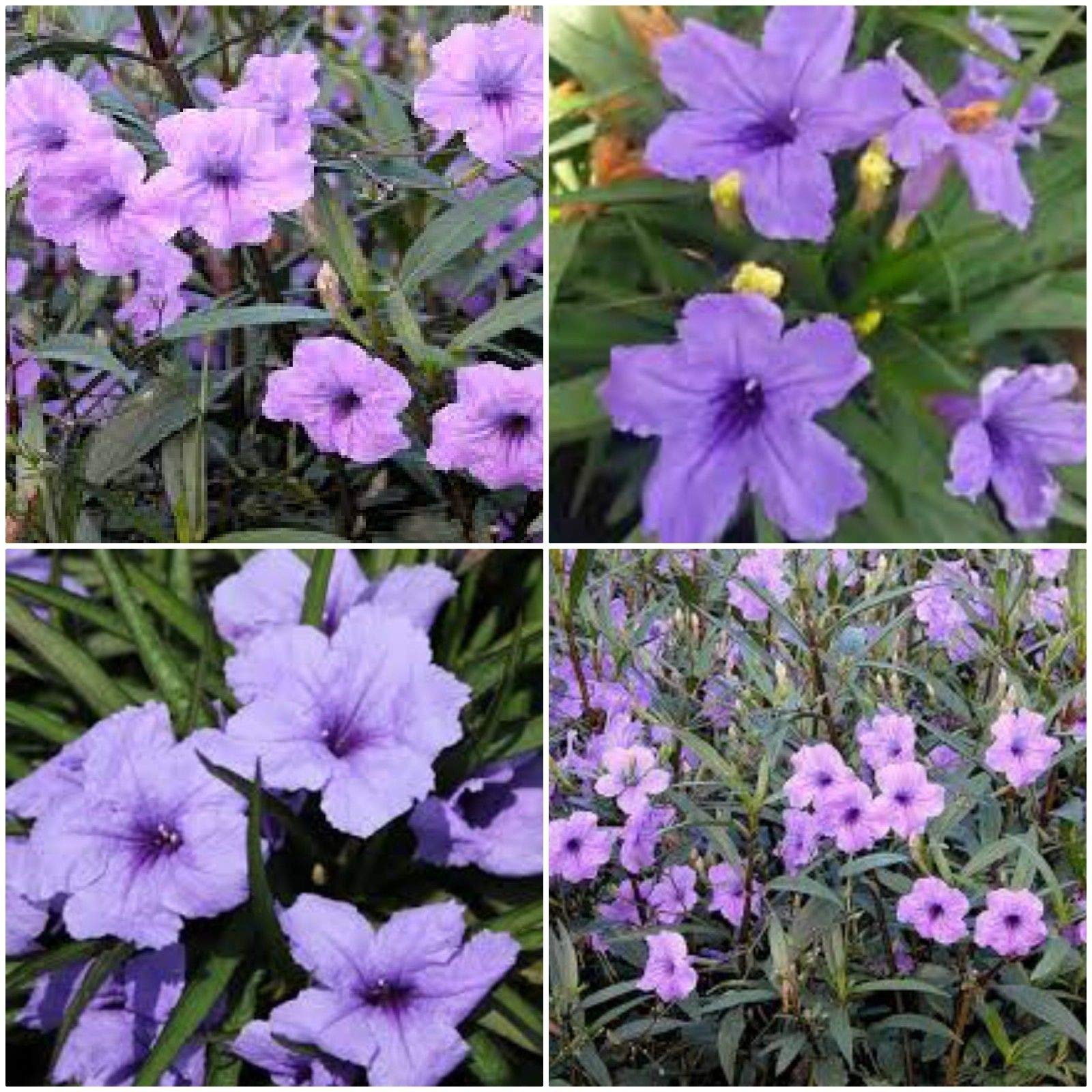 6 Mexican Petunia~RUELLIA BRITTONIANA Perennial Well Rooted