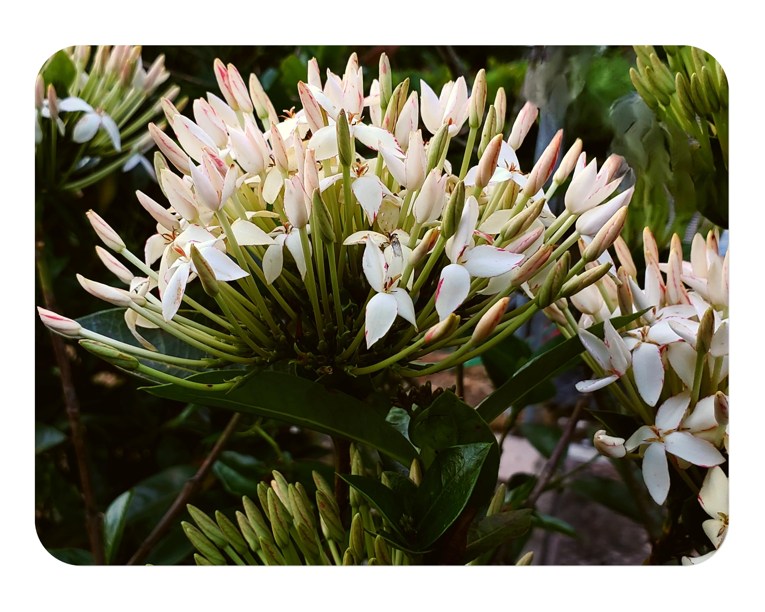 Shady Lady TM White Flower Shade Blooming Ixora Tropical Live Plant Flower Starter Size 4 Inch Pot