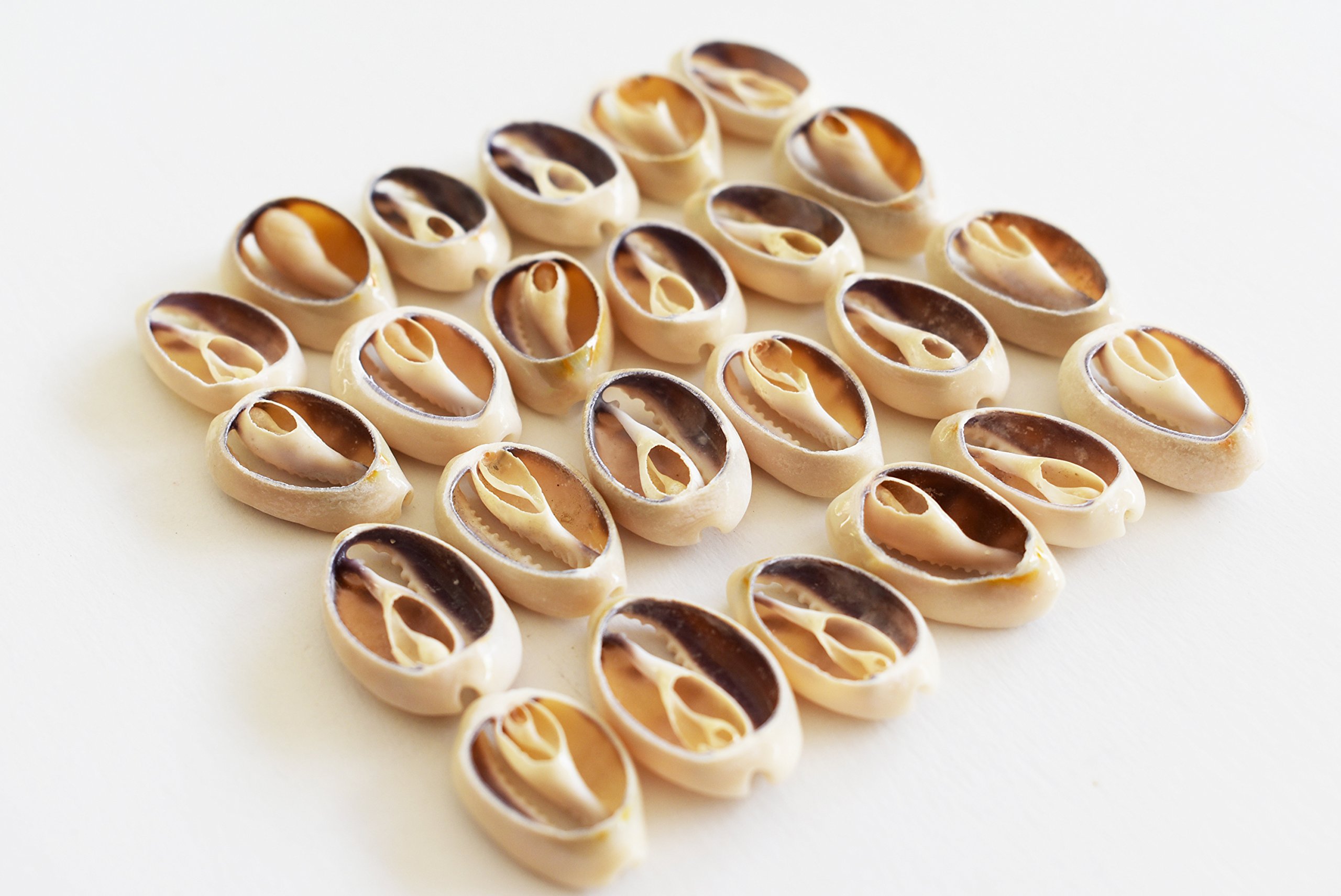 FSG - 200 Select Center Cut Ringtop Cowrie Shells (1/2" -1" / 12-25 mm) Beach Crafts Ocean Jewelry Nautical Decor