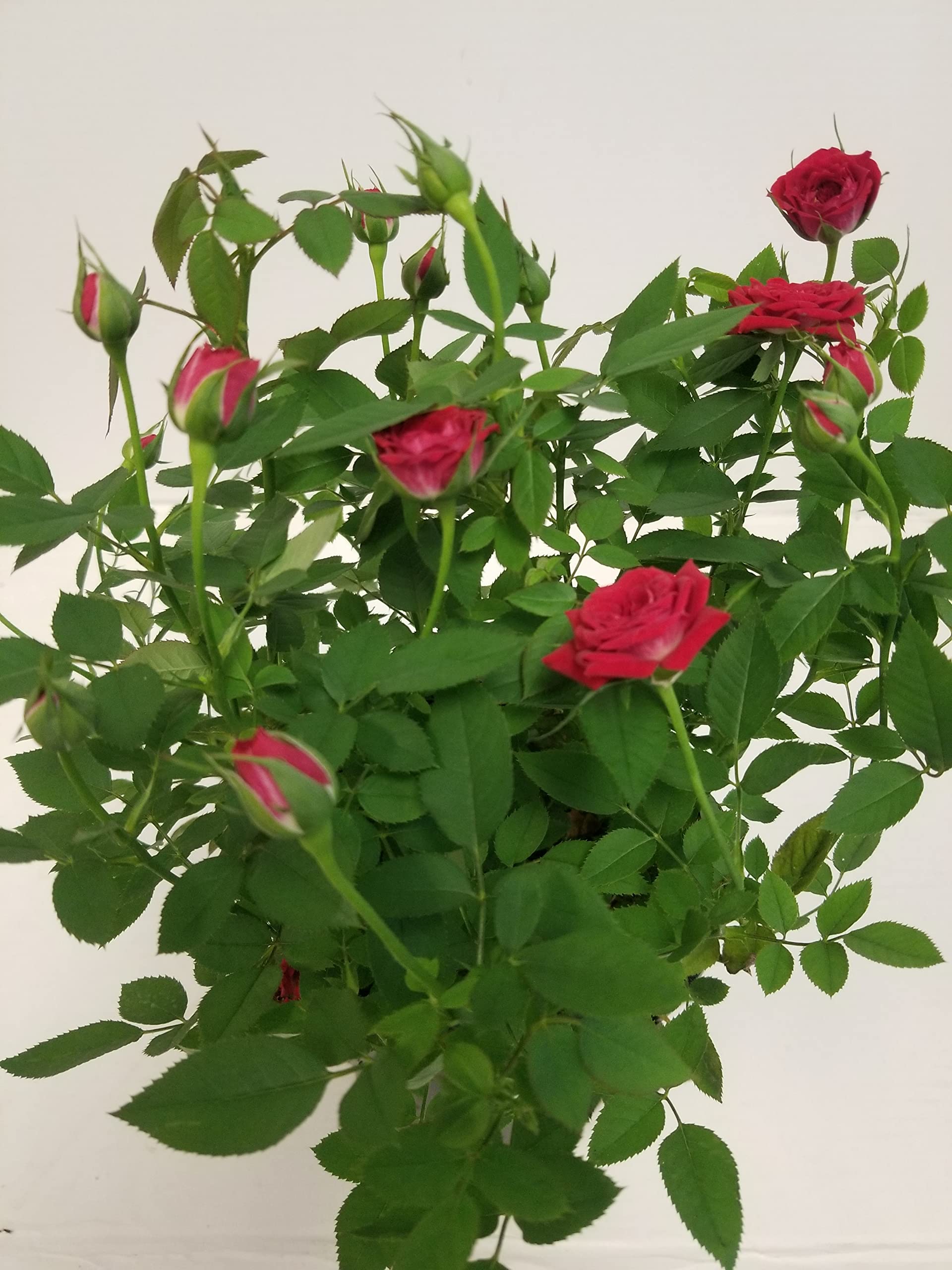 4" Live Mini Red Rose Bush in a 4" Plastic Grow Pot - 4" Inch Indoor Plant