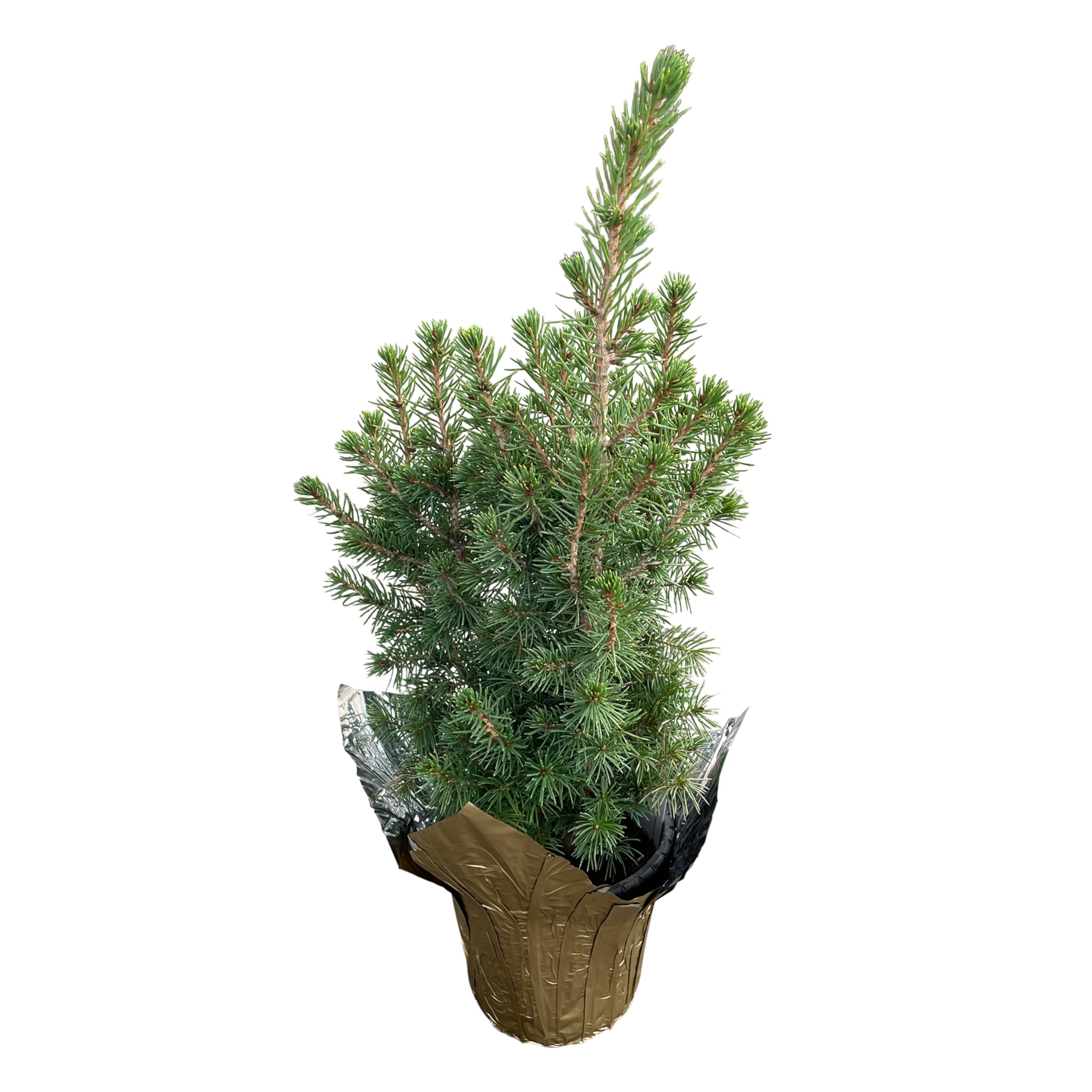 Live Alberta Spruce Tree - Tabletop Decoration - 10" Tall by 4" Wide in Deco Cover