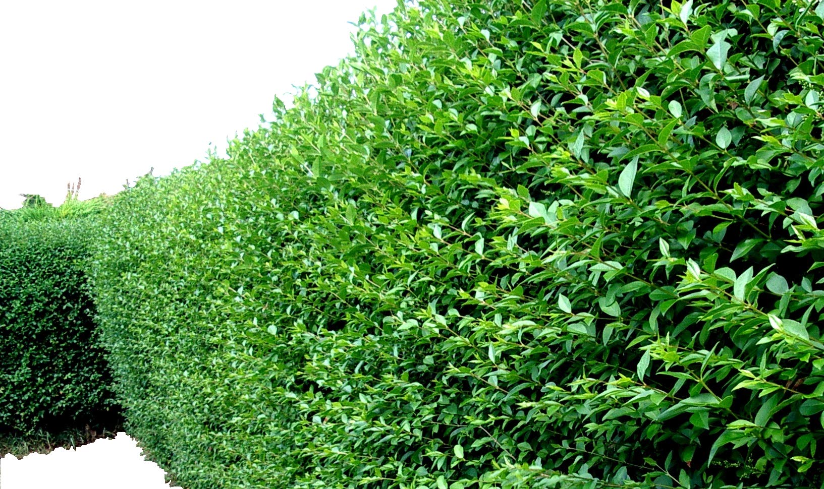 3 Green Privet Hedging Plants Ligustrum Hedge 30-50cm, Potted, Dense Evergreen 3fatpigs®