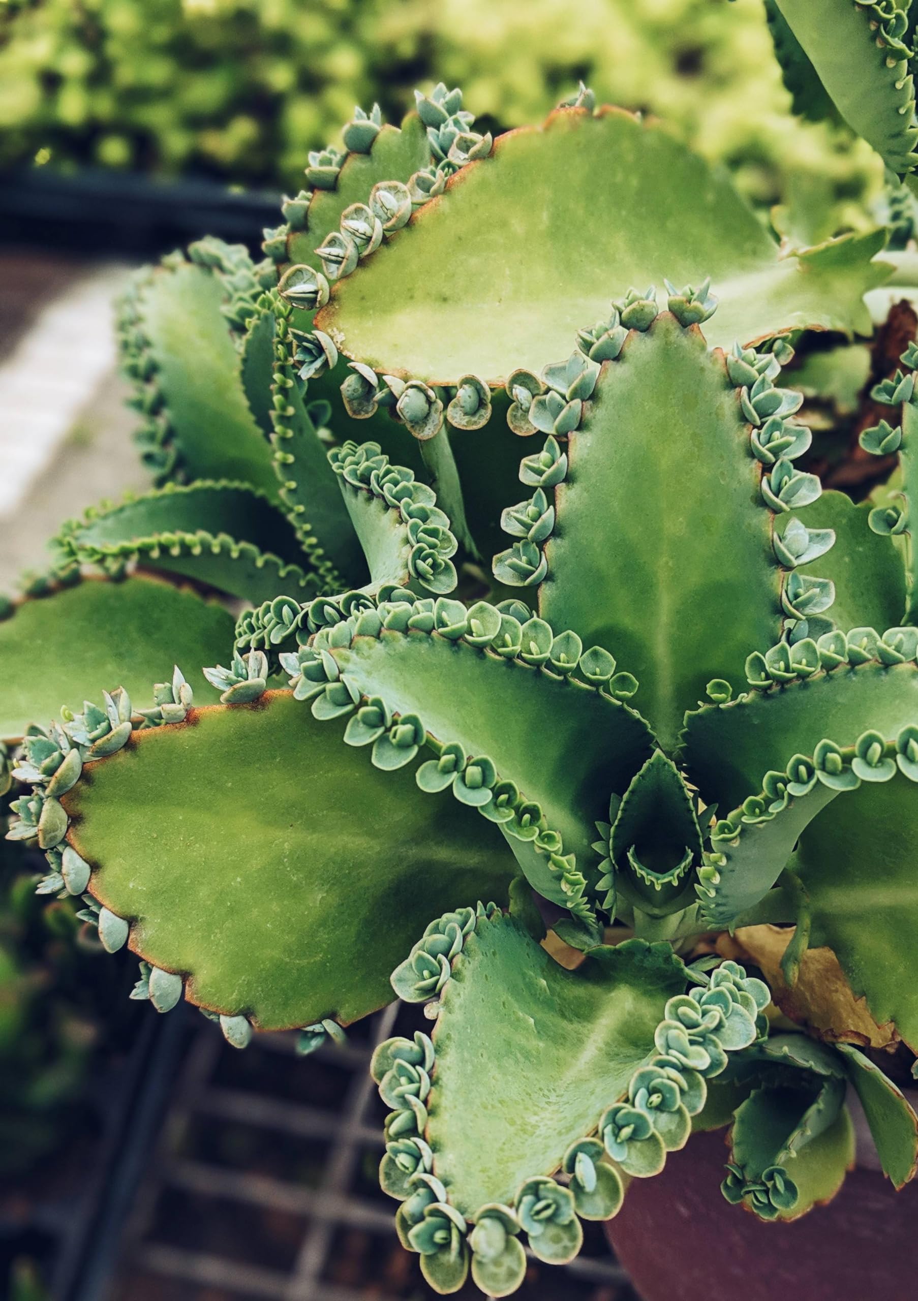 Aesthetics Conscious Mother of Thousands Live Plant With Pot