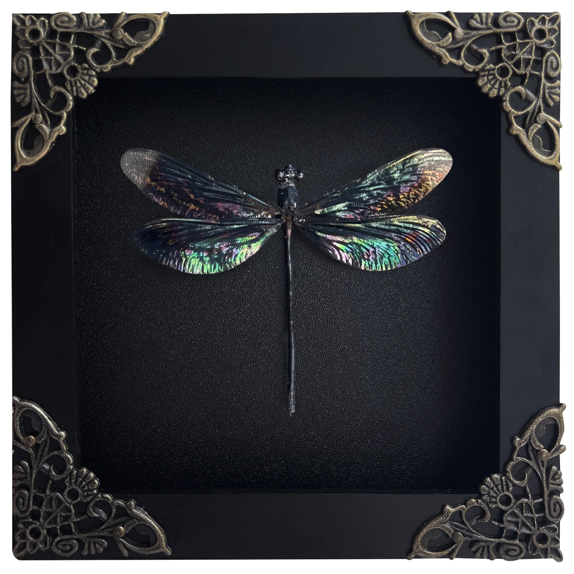 Real Framed Black Dragonfly Damselfly Beetle Dead Insect Dried Shadow Box Black Frame Taxidermy Bug Specimen Display Oddity Tabletop Standable Wall Hanging Home Decor K12-85-DE