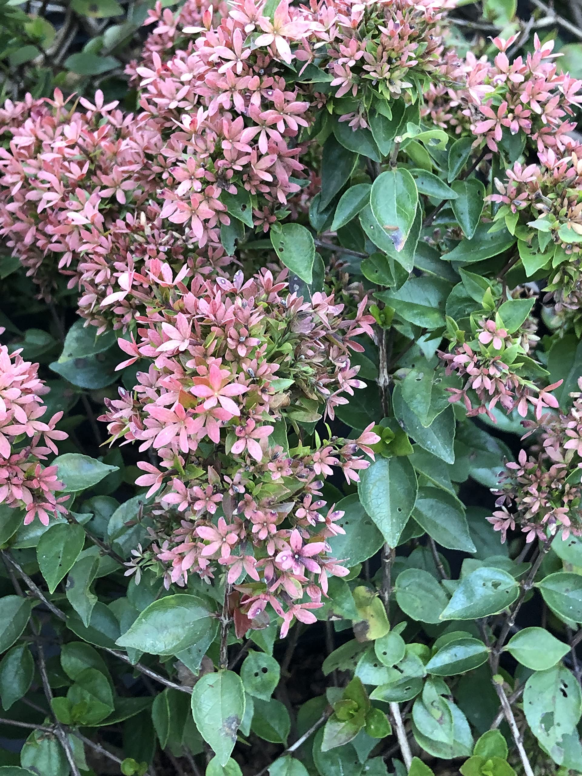 Abelia x grandiflora 'Rose Creek' (3 Gallon)