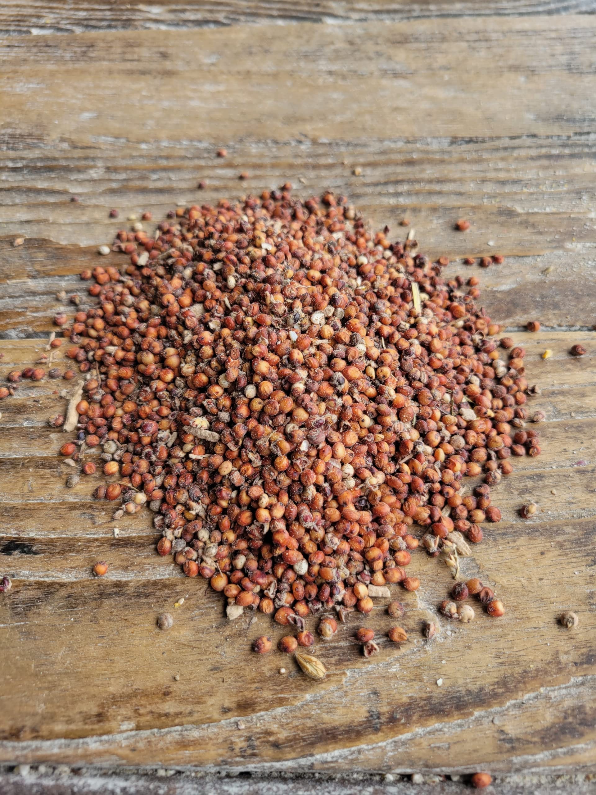 Milo, Red Sorghum 25 lb