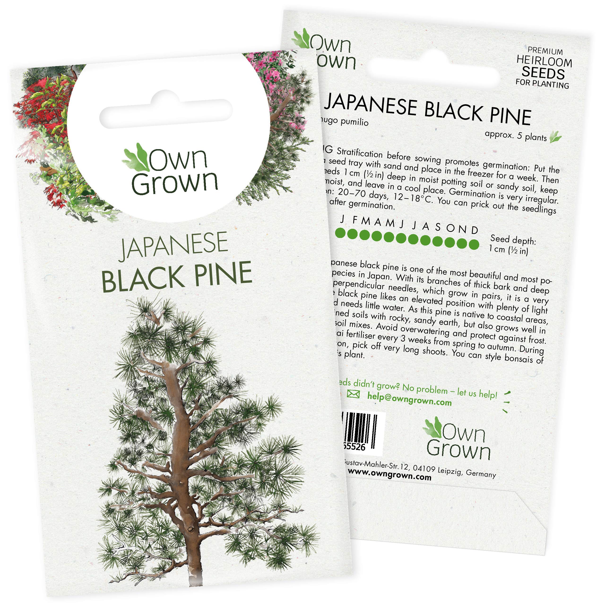 Grow Your Own Bonsai Trees: Premium Bonsai Seeds for Japanese Black Pine – 5 Japanese Black Pine Bonsai Seeds – Pinus thunbergii Bonsai Tree Seeds – Black Pine Tree Plant Seed, Black Seed by OwnGrown