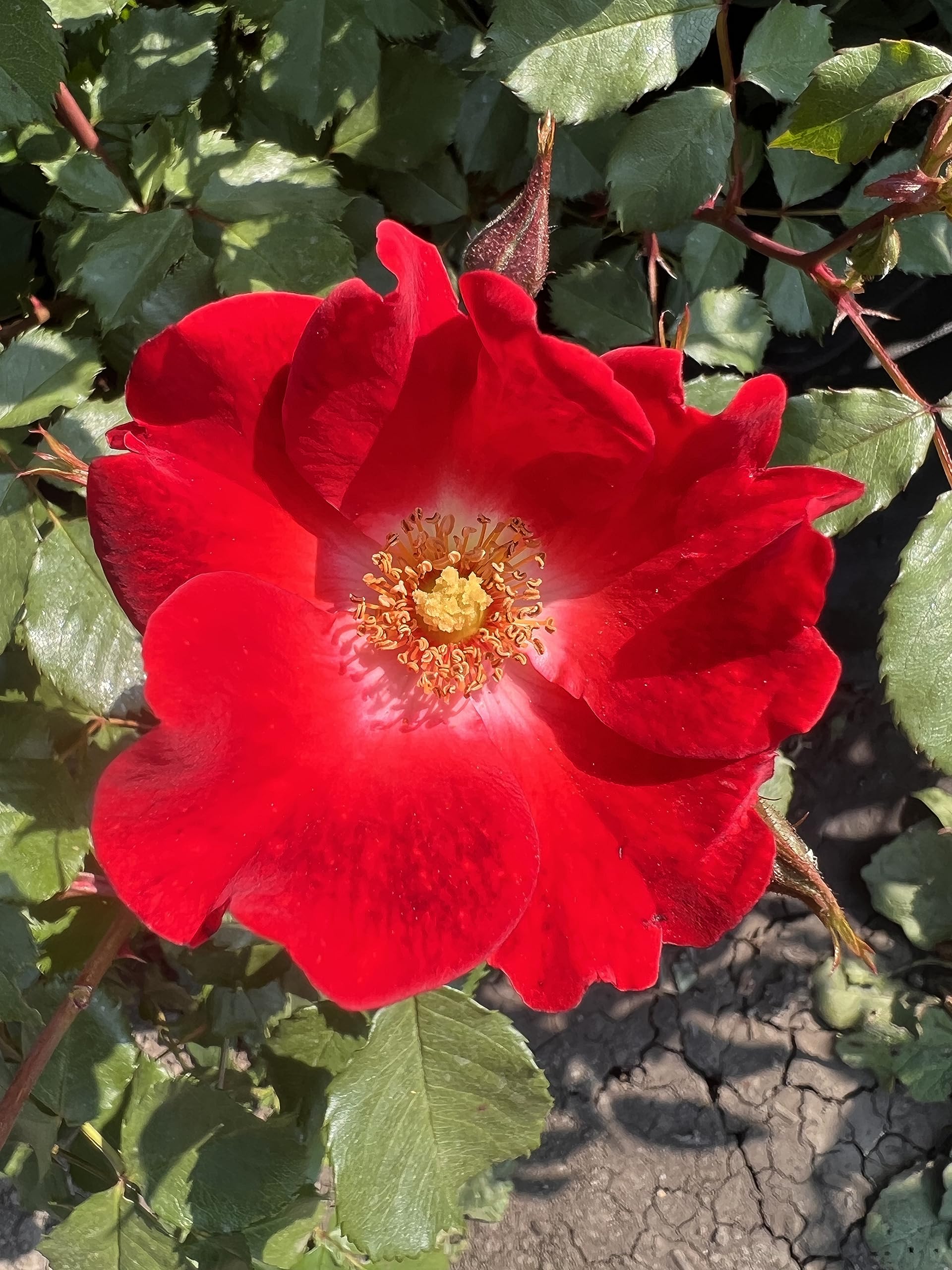 'Our Molly' - Eye-Catching Red Blooms with White Centre - Potted Shrub Rose