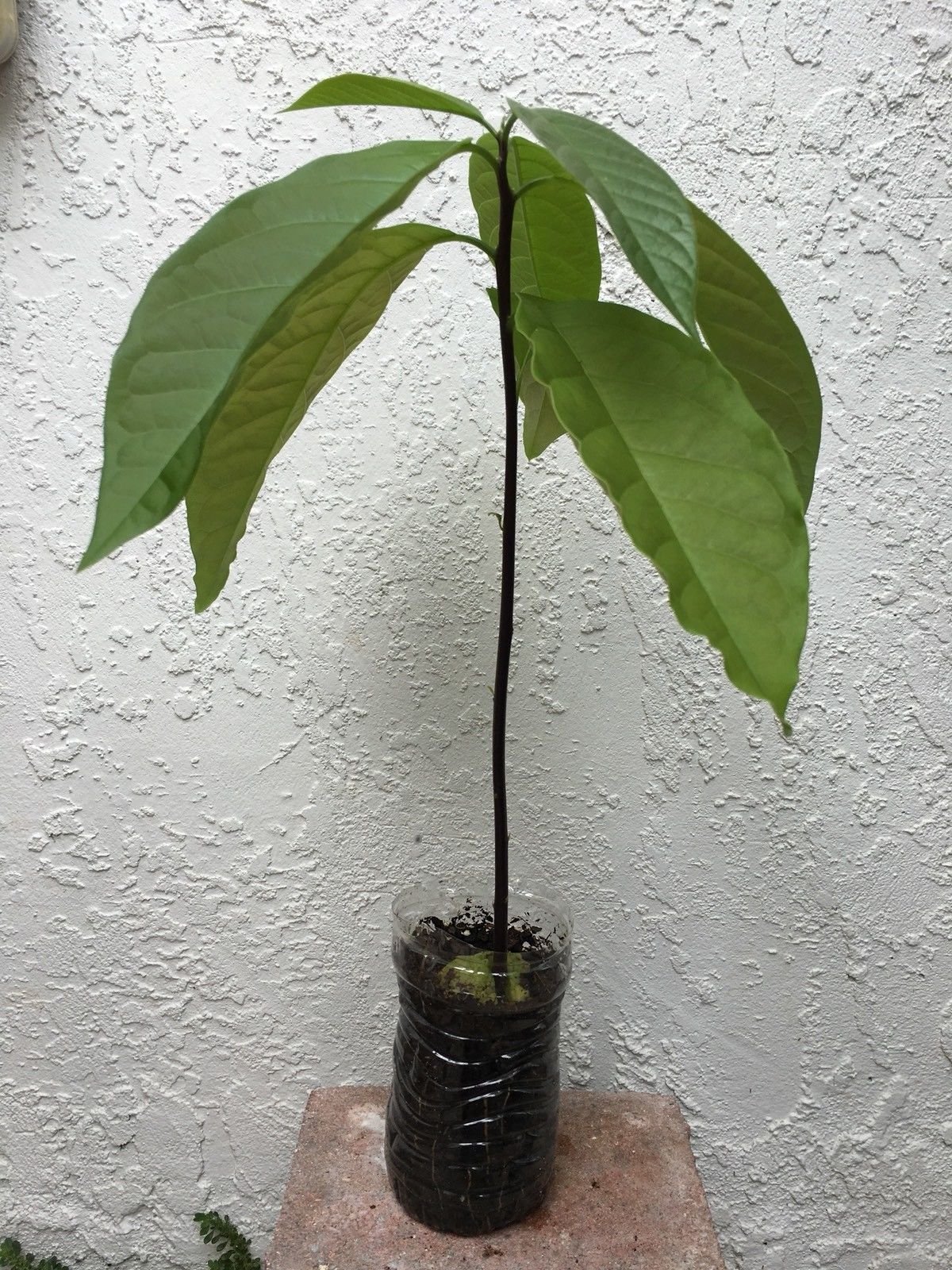 1 AVOCADO TREE PLANT ORGANIC PLUS