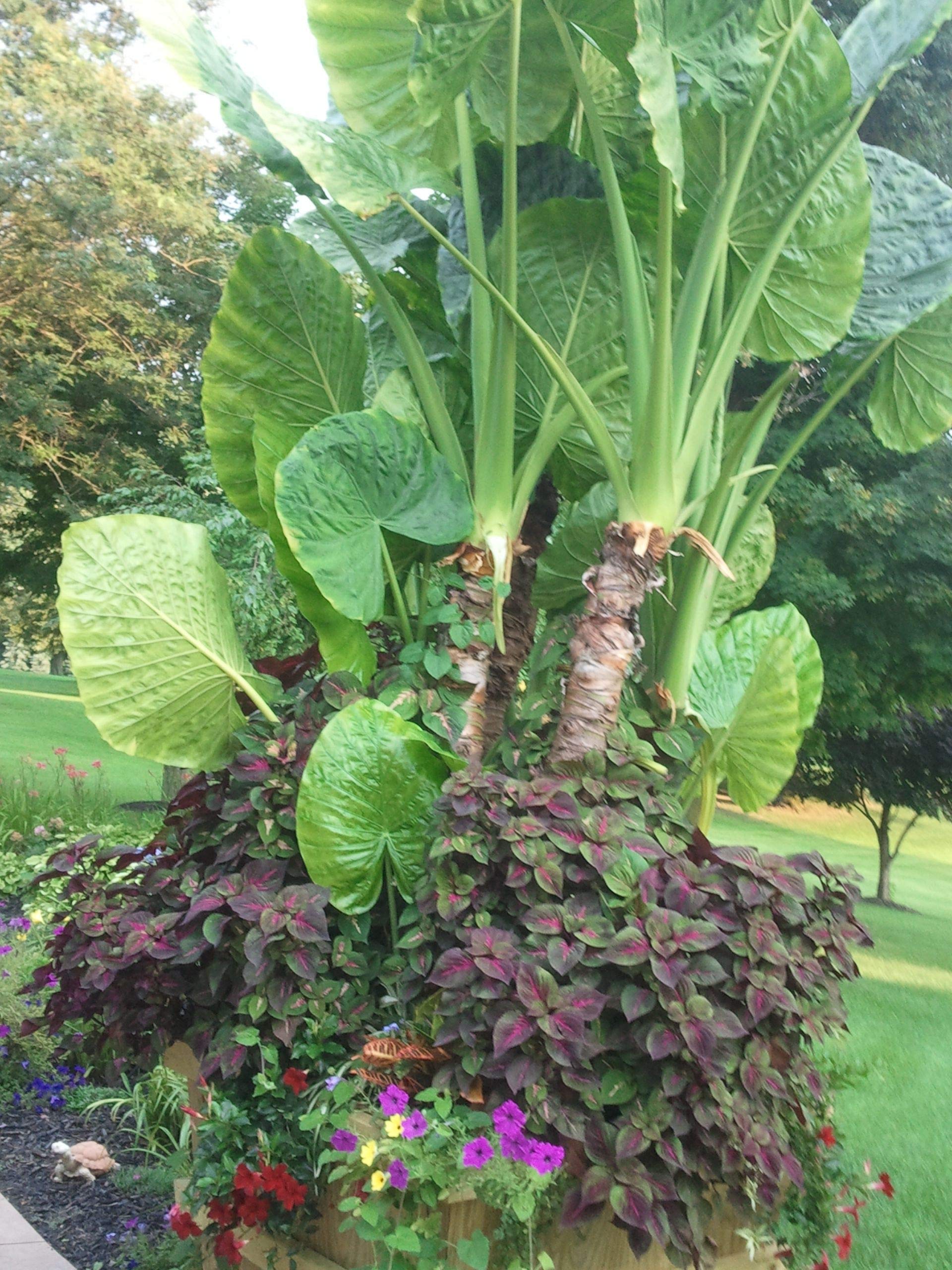 The Entacloo Your Shop Colocasia Gigantea Thailand Giant Thai Giant Live Plant - 1 Healthy Live Plant