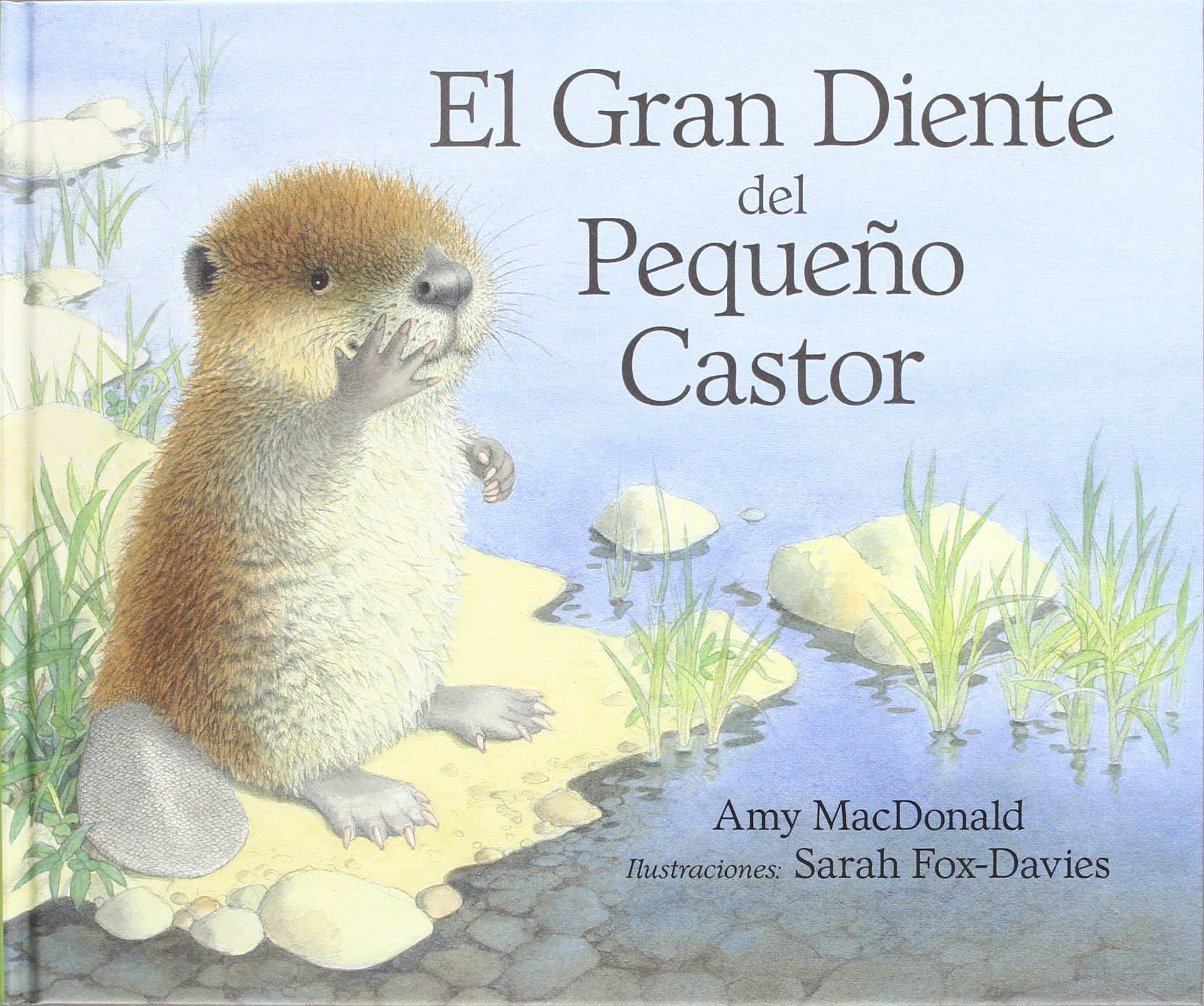 El gran diente del pequeño castor