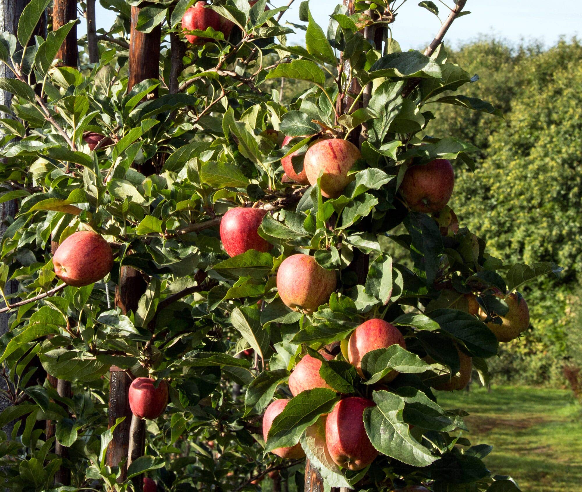 Fresh Braeburn Apples - 1x1kg