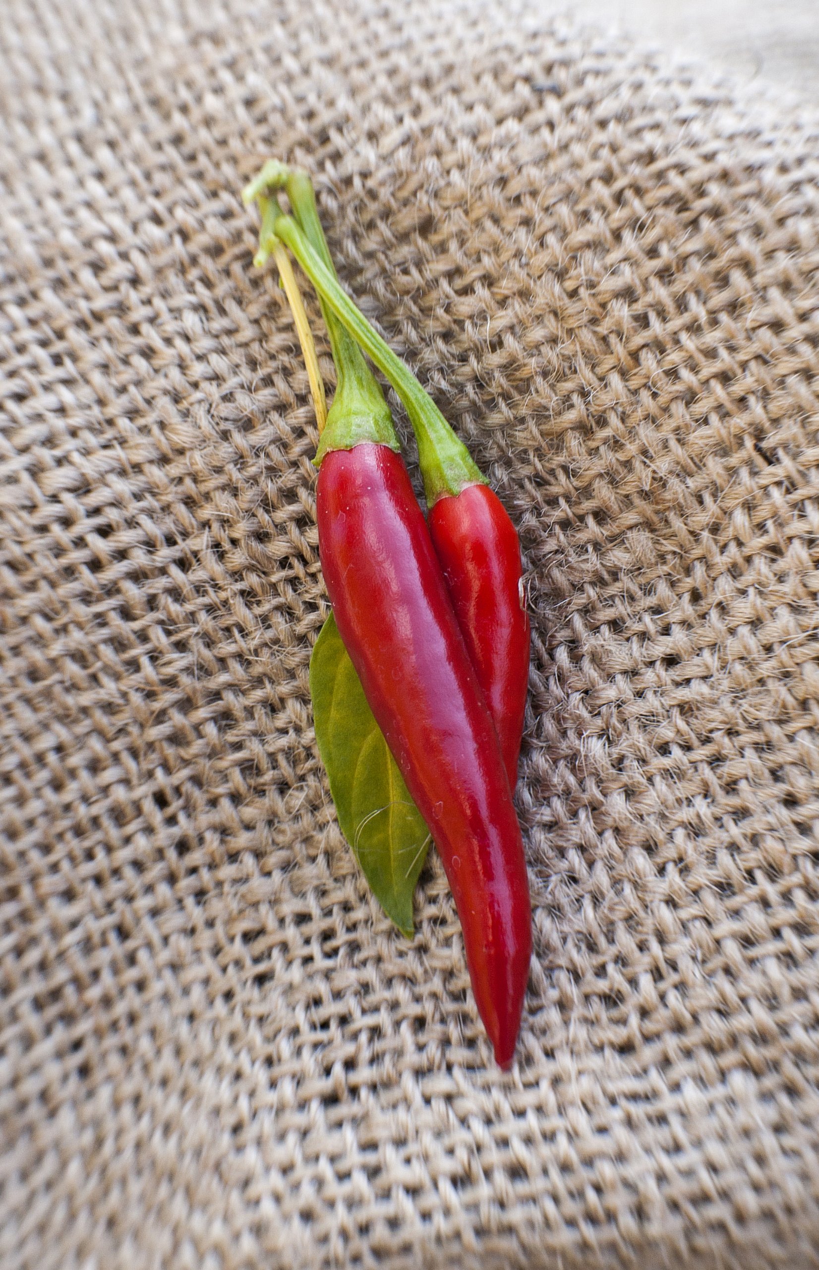 Thai Dragon Heirloom Chili Pepper Premium Seed Packet + More